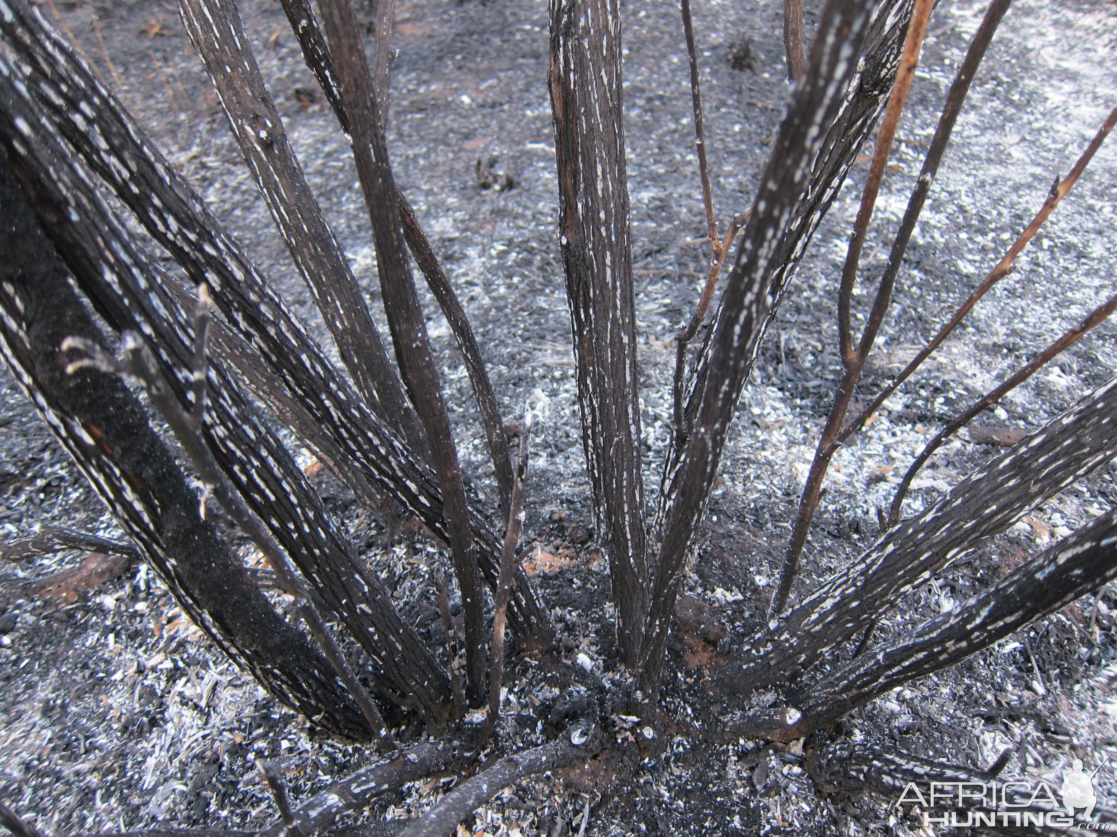 Controlled Bush Fire Namibia