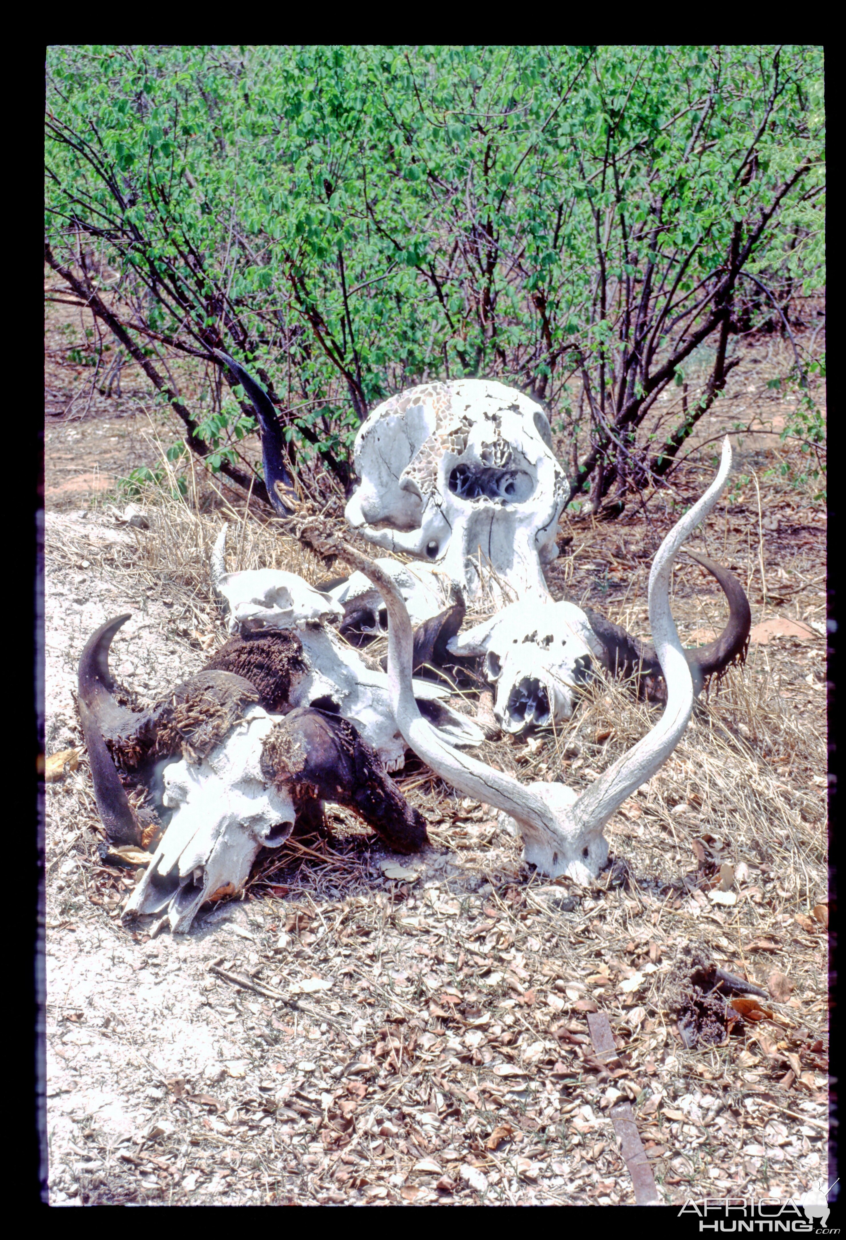 Cool skulls around the place