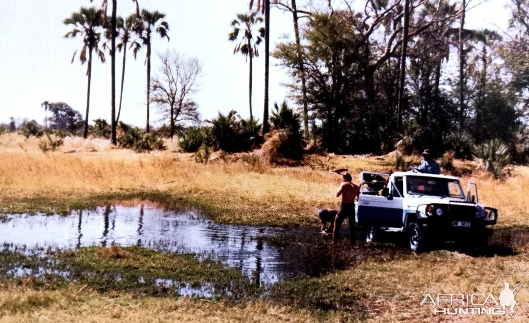 Cooling off at a pan in Chitabe-Okavango Delta, Botswana