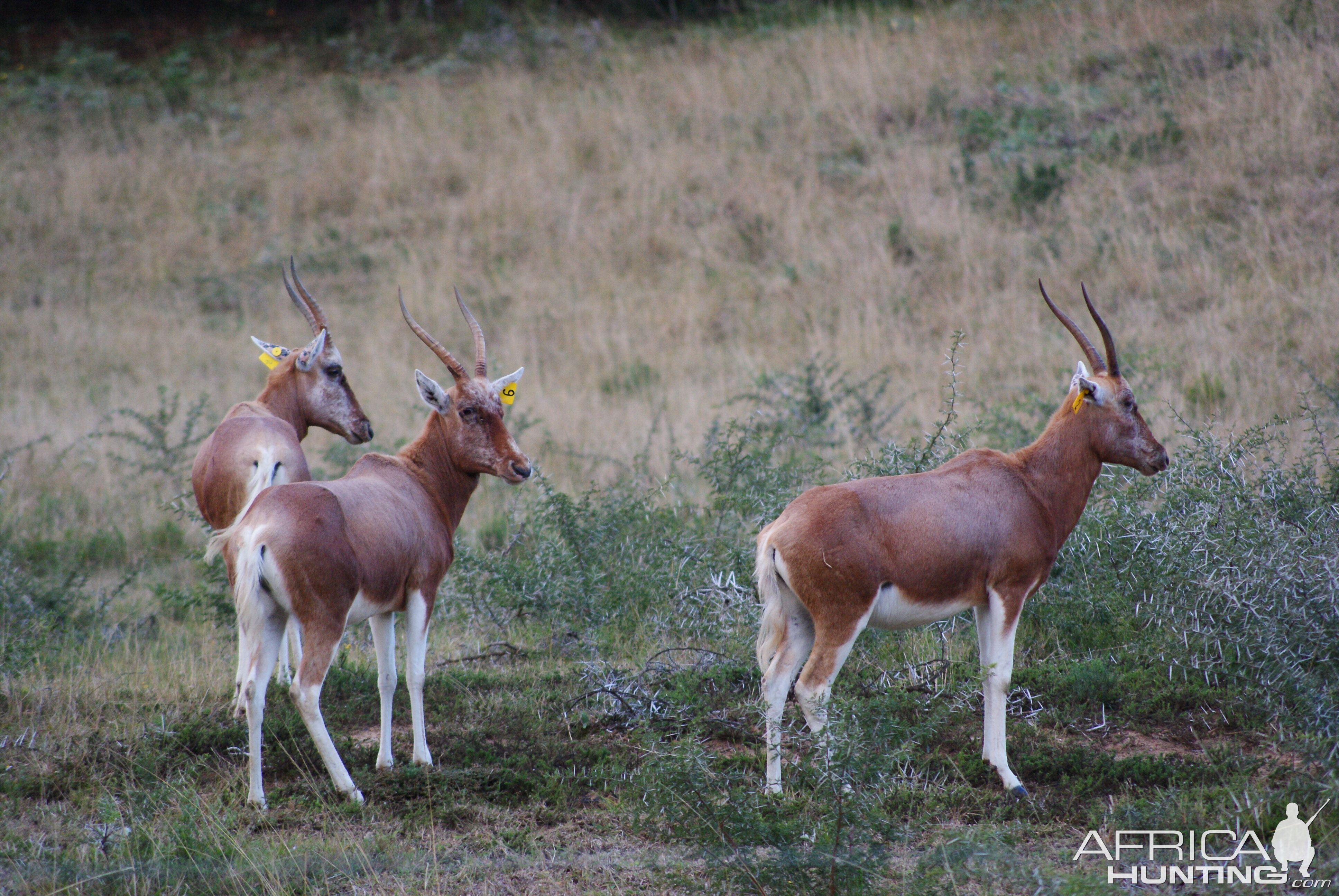 Copper Blesbuck