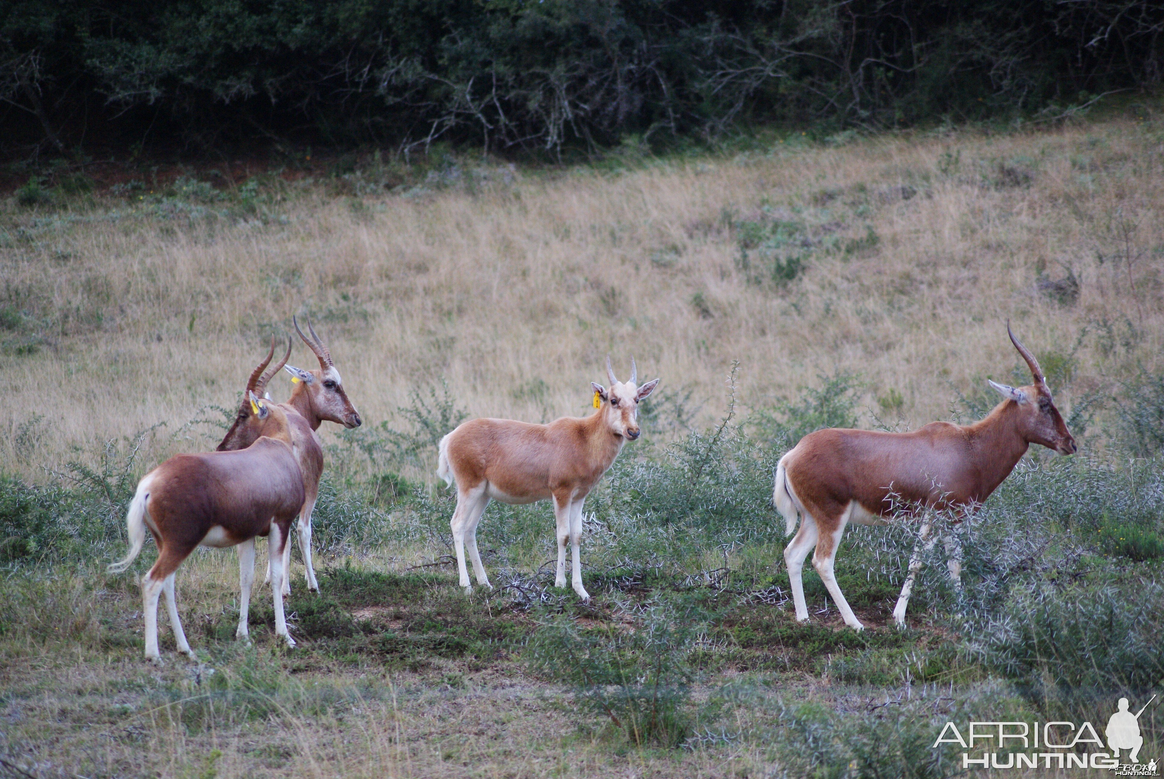 Copper Blesbuck