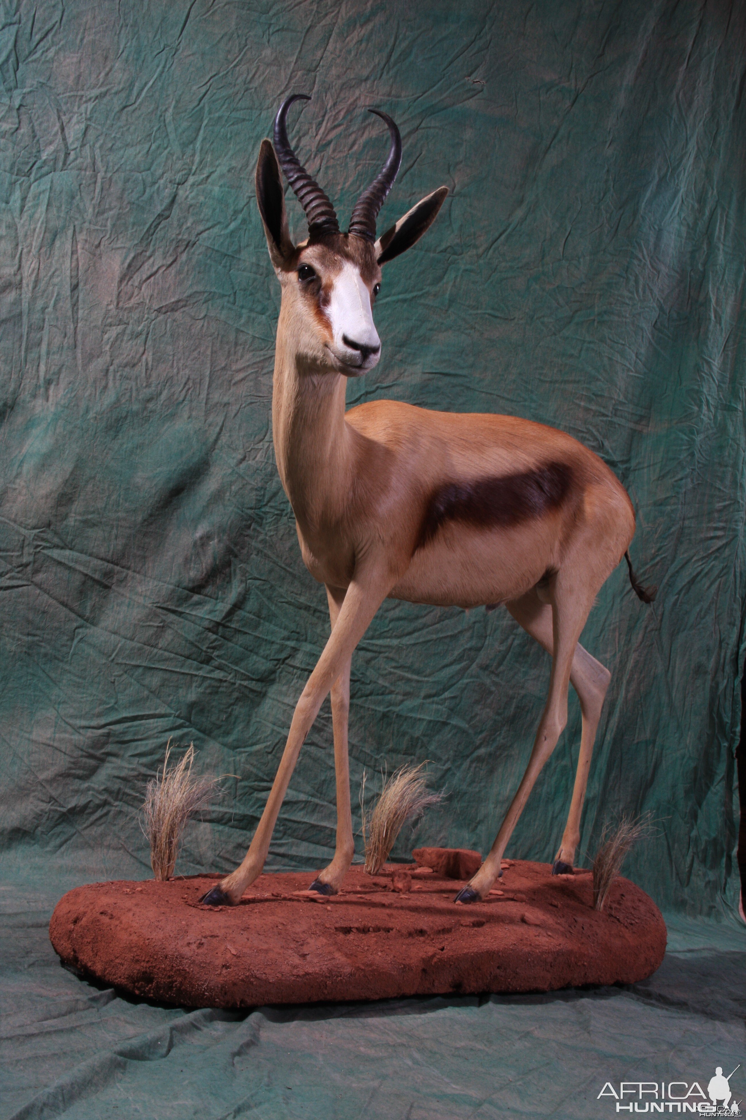 Copper Springbok by All-American Taxidermy