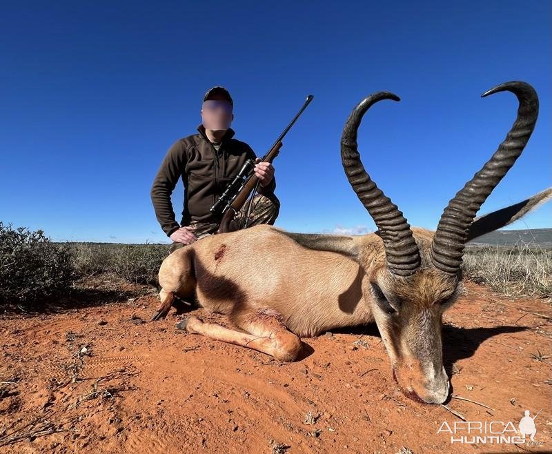 Copper Springbok Hunt Karoo South Africa