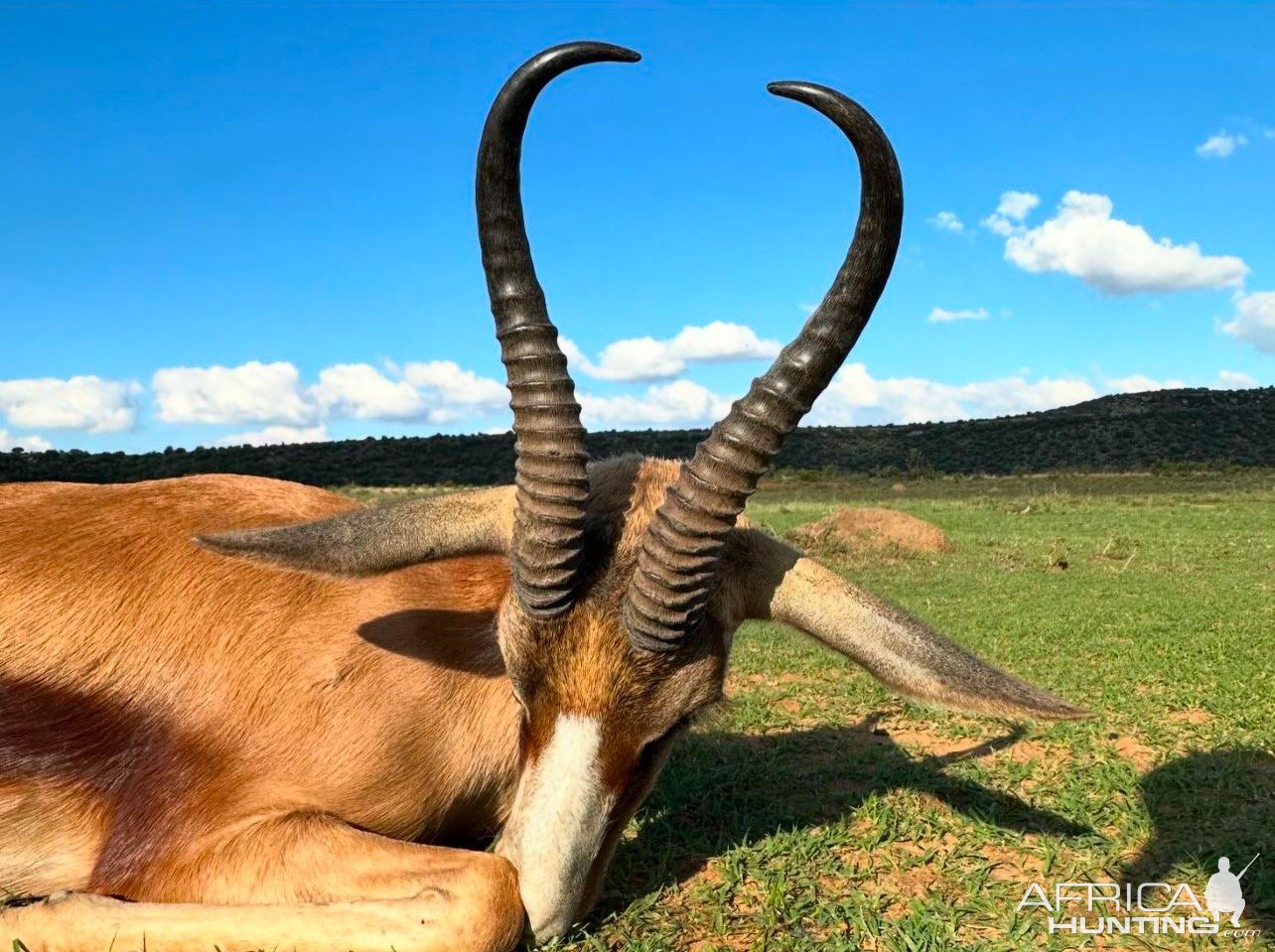 Copper Springbuck Hunt South Africa