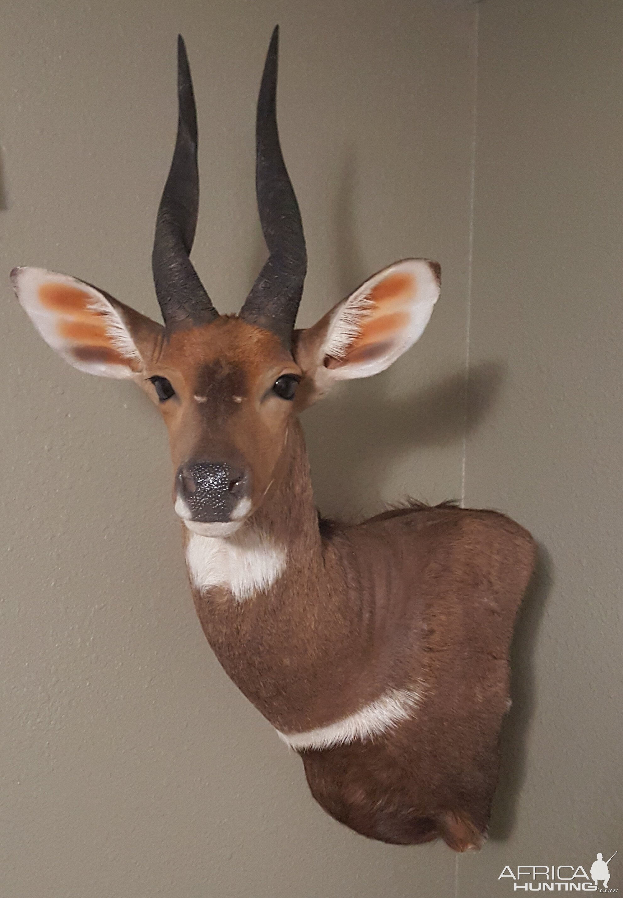 Corner hanging floating a Bushbuck Wall Pedestal Taxidermy