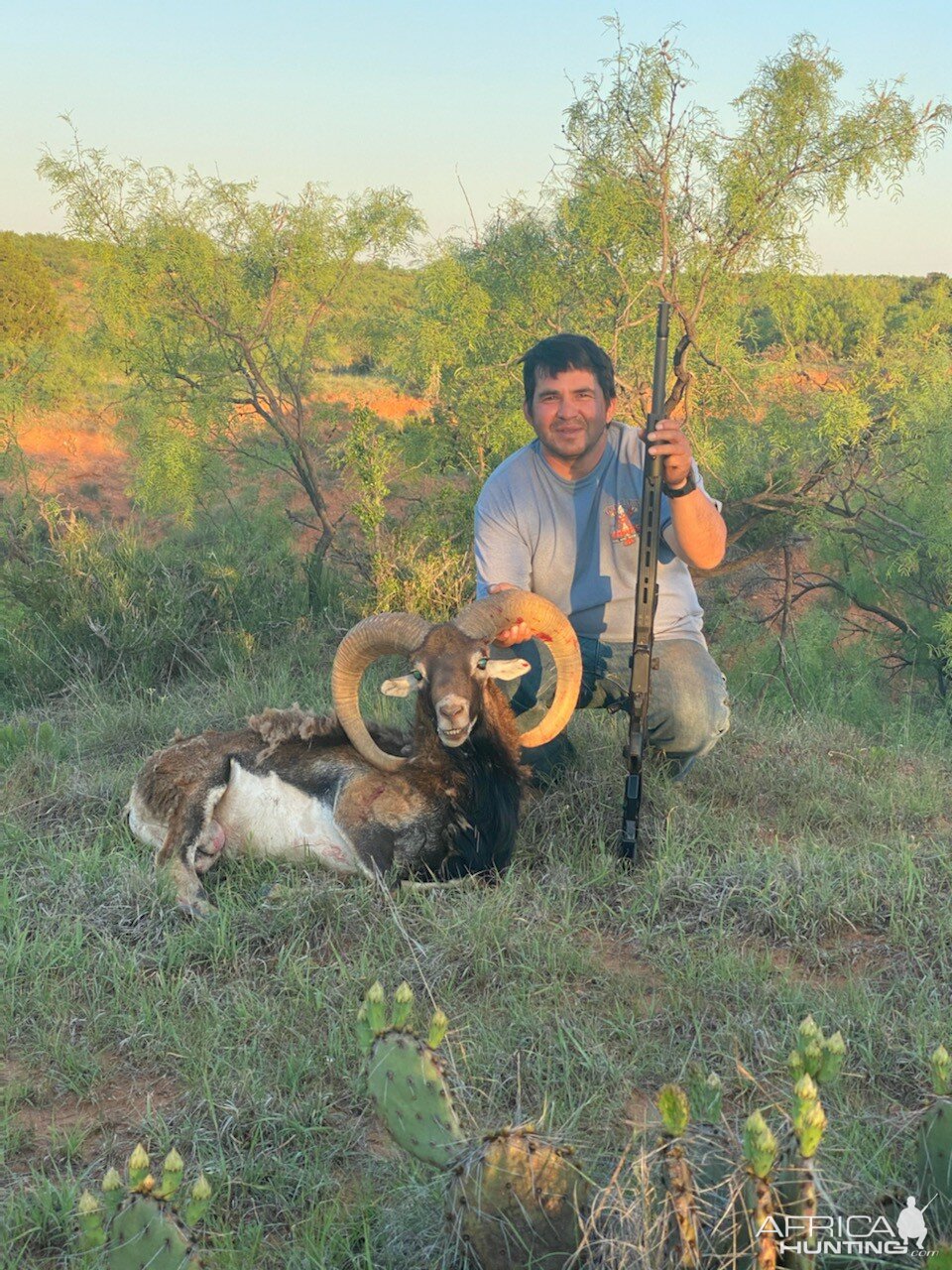 Corsican Ram Hunting Texas USA