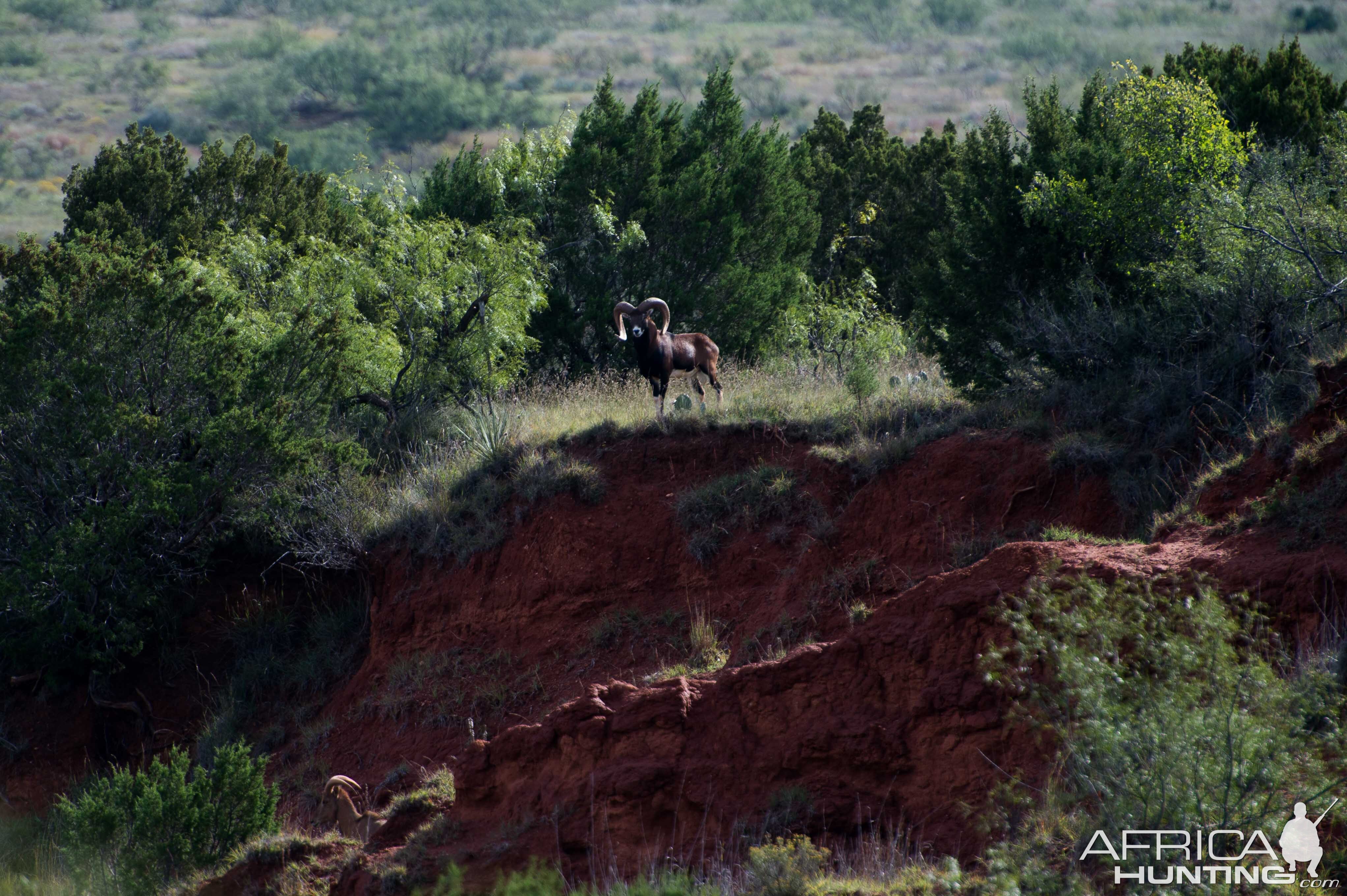 Corsican Sheep in Texas USA