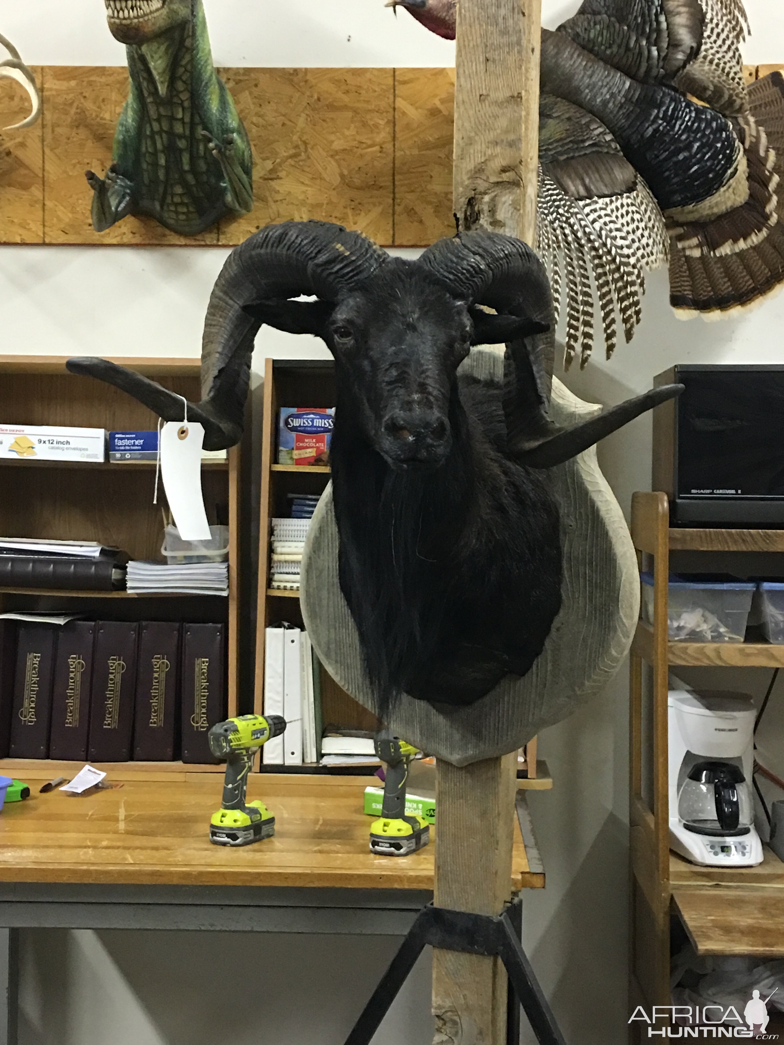 Corsican Sheep Shoulder Mount Taxidermy