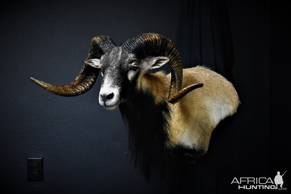 Corsican Sheep Shoulder Mount Taxidermy