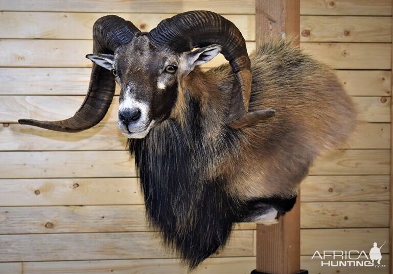 Corsican Sheep Shoulder Mount Taxidermy