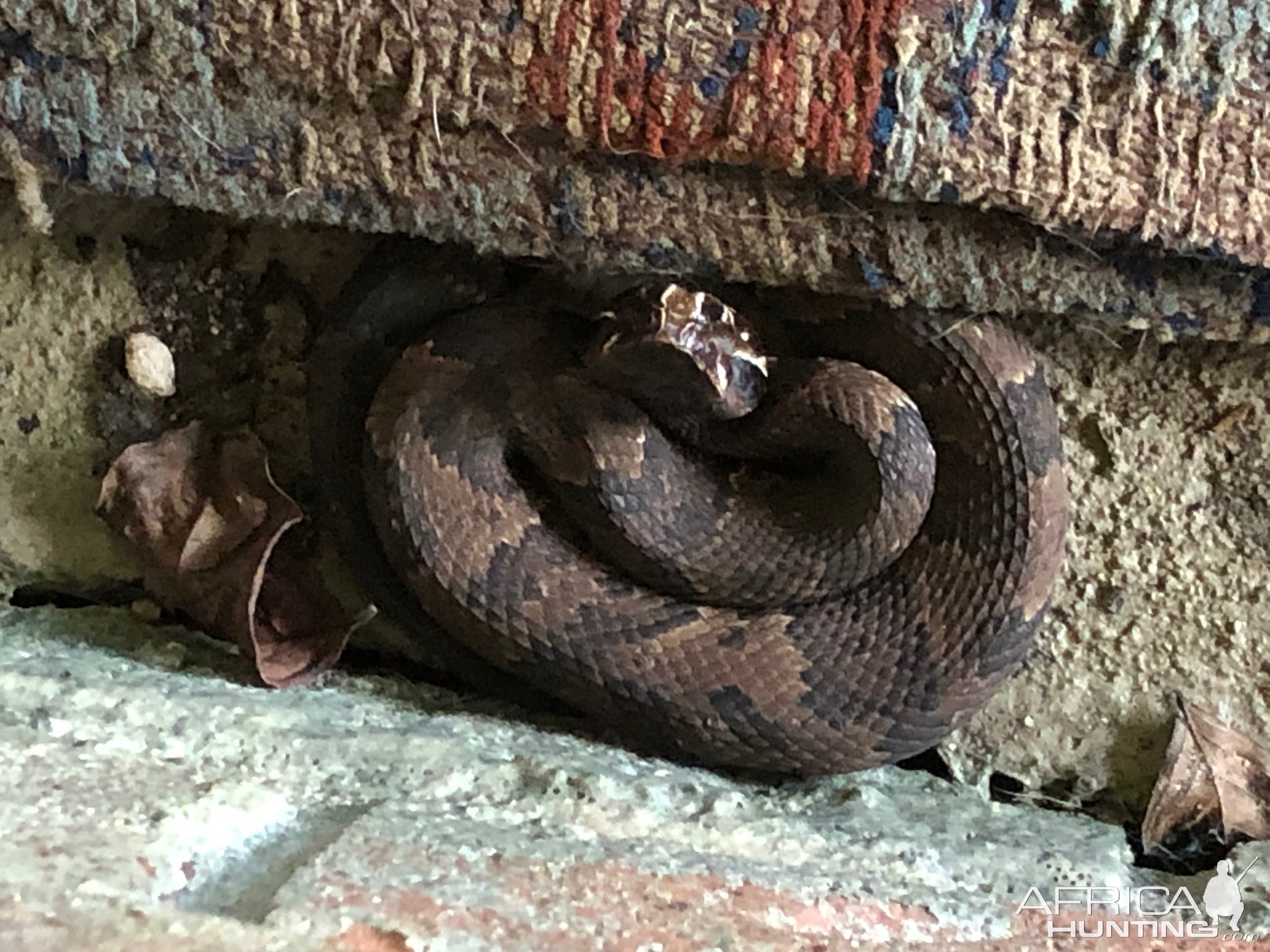 Cottonmouth Snake