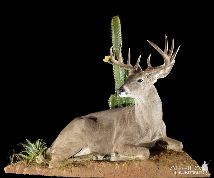 Coues Deer Full Mount Taxidermy