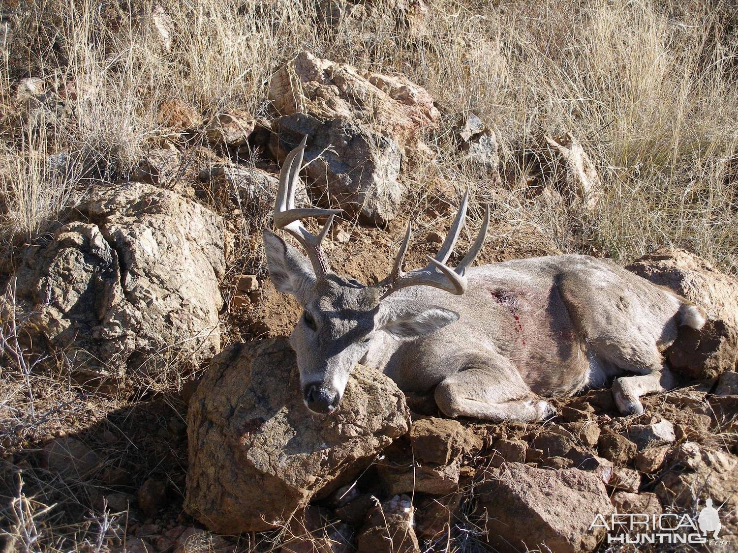 Coues Deer Hunt