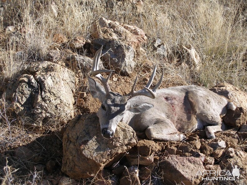 Coues Deer Hunt