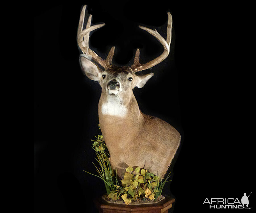 Coues Deer Pedestal Mount Taxidermy