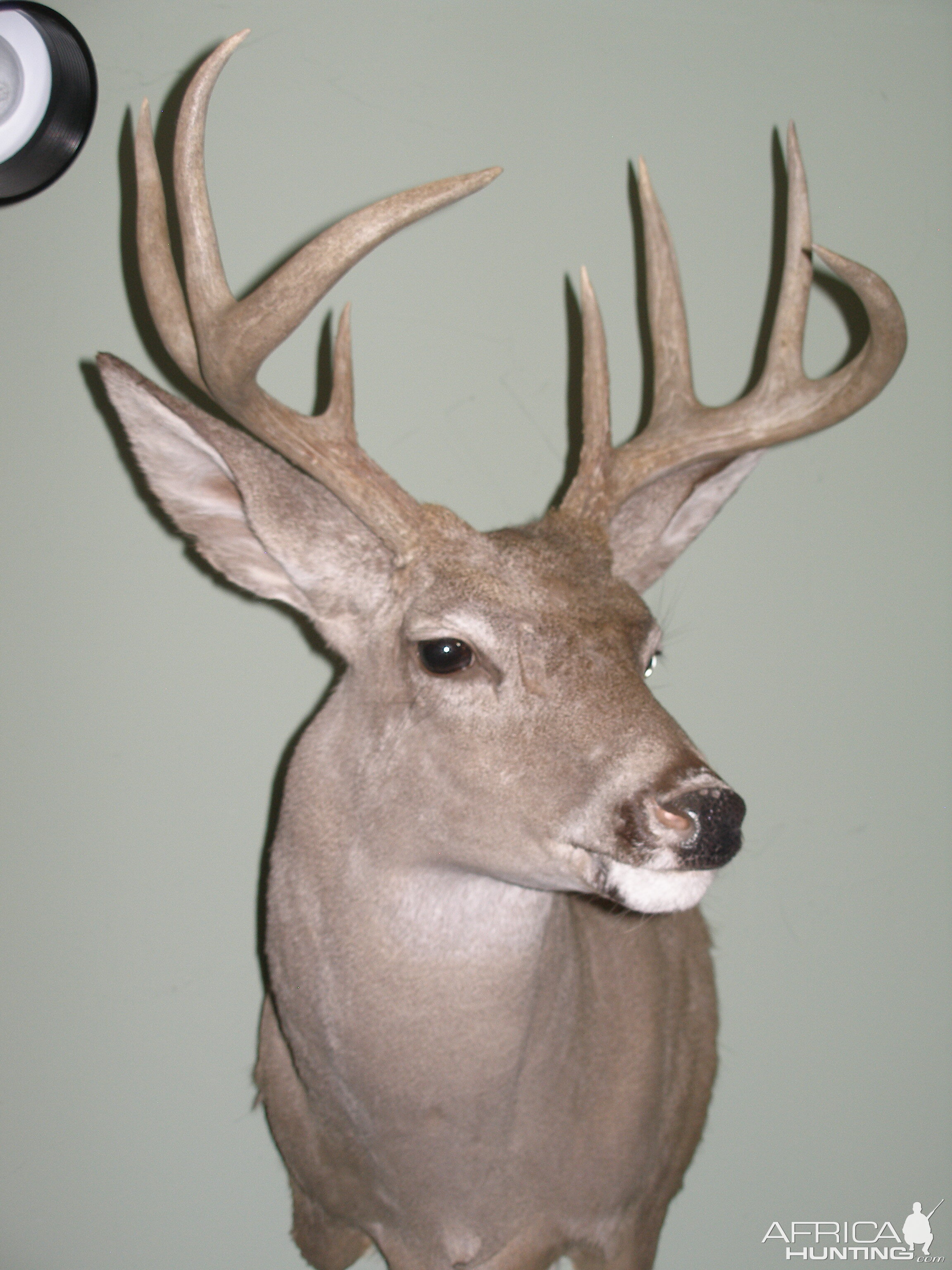 Coues Deer Shoulder Mount Taxidermy