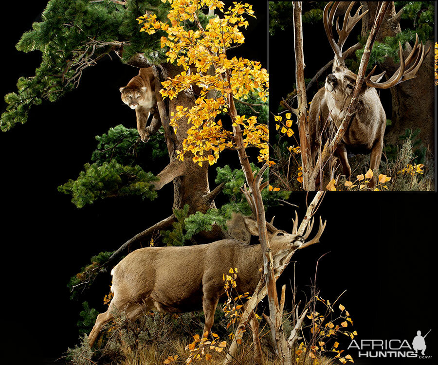 Cougar & Deer Full Mount Taxidermy