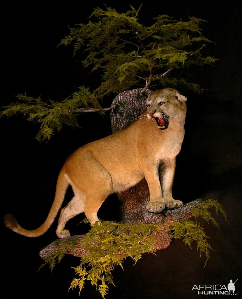 Cougar Full Mount Taxidermy