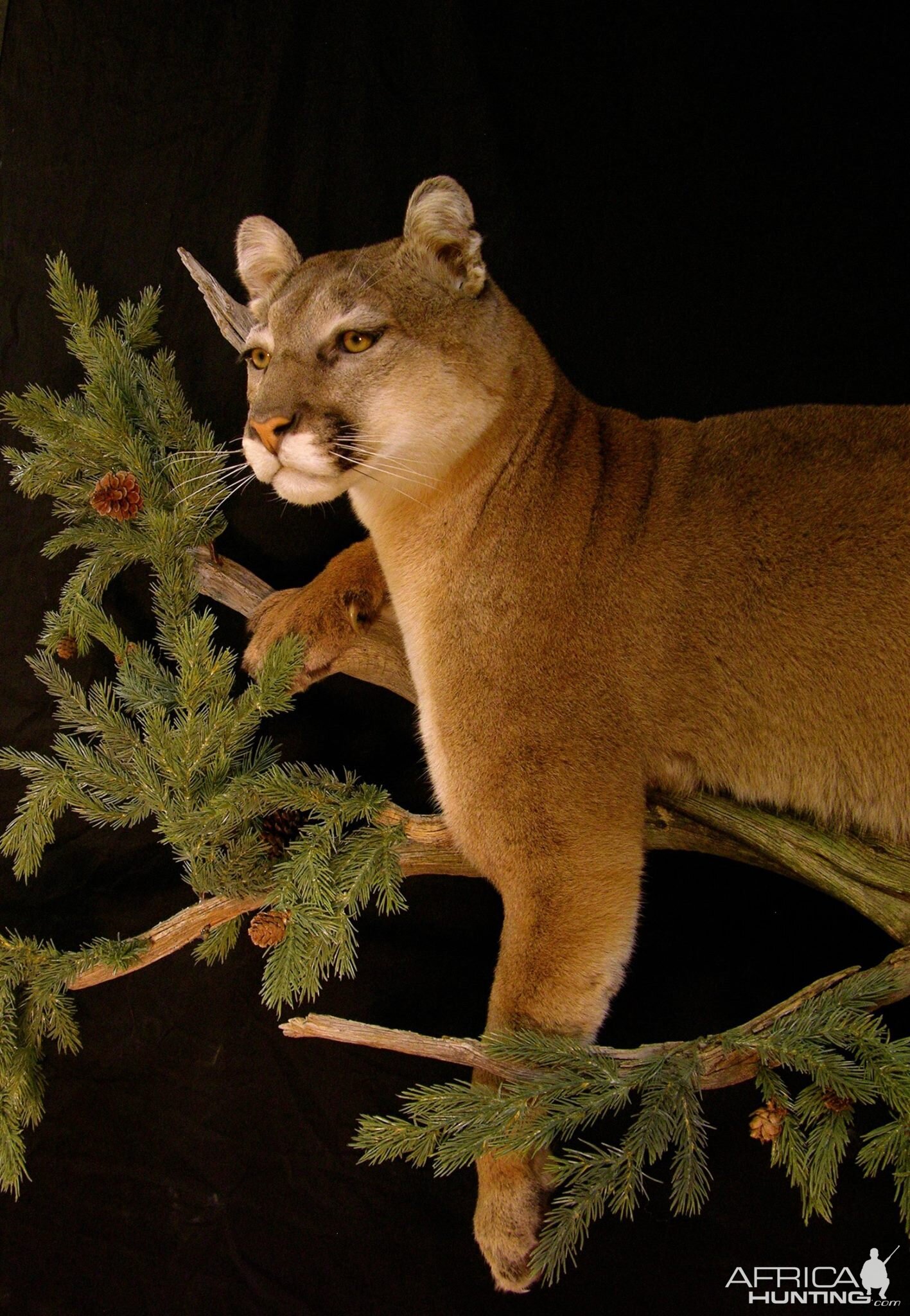 Cougar Full Mount