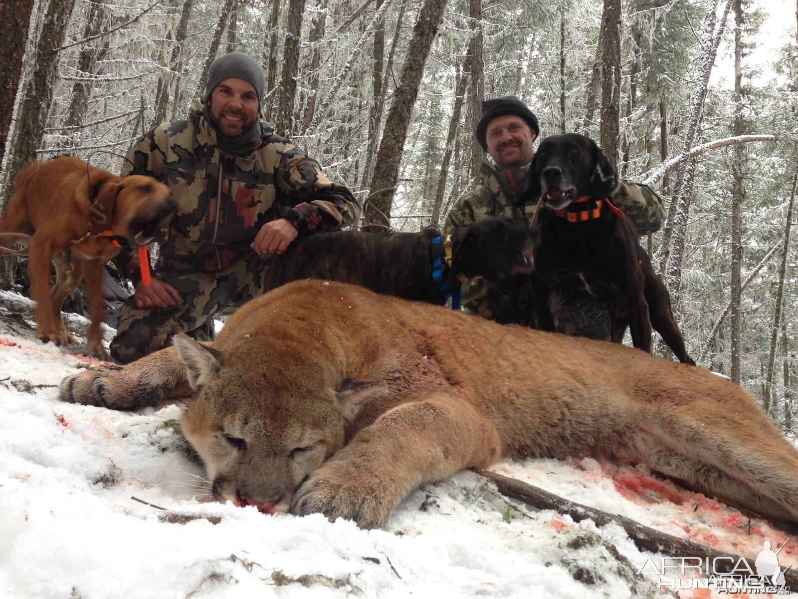 Cougar hunt in British Columbia Canada