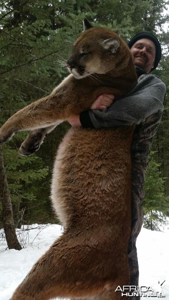 Cougar hunt in British Columbia Canada