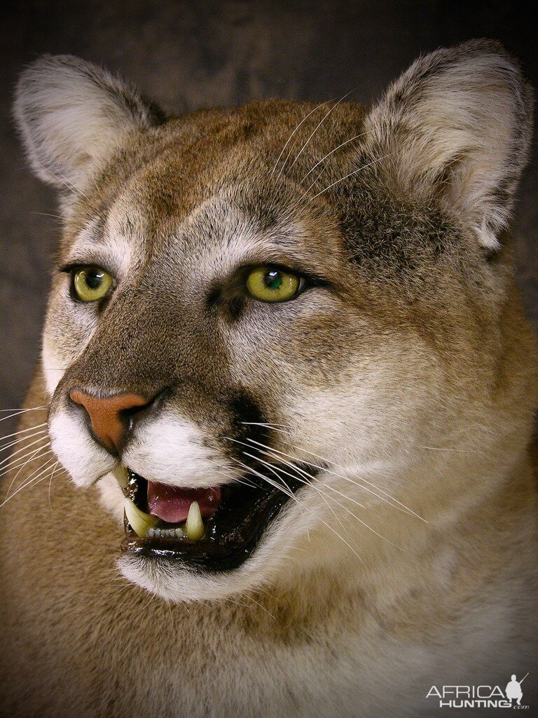 Cougar Mount Taxidermy