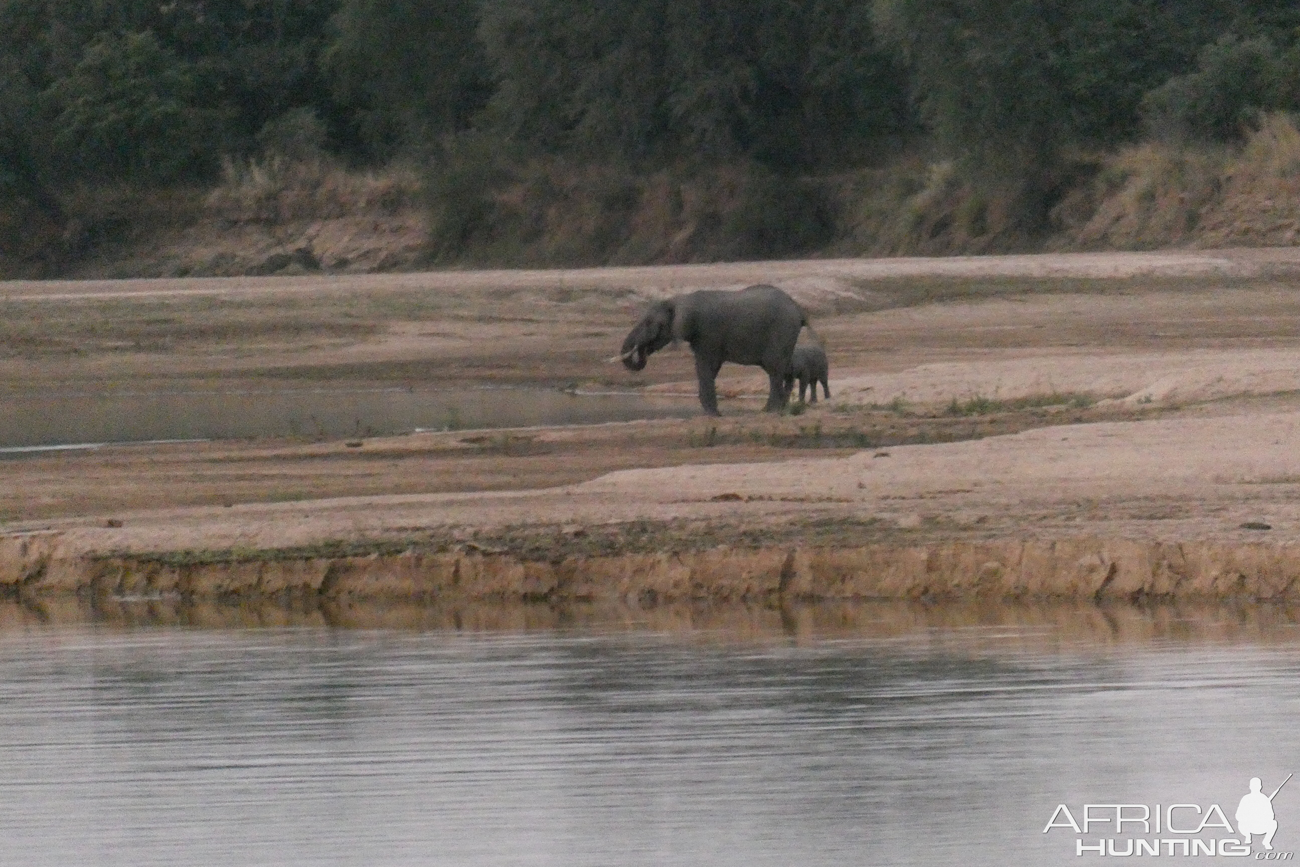 Cow and calf elephant came down to drink in the river