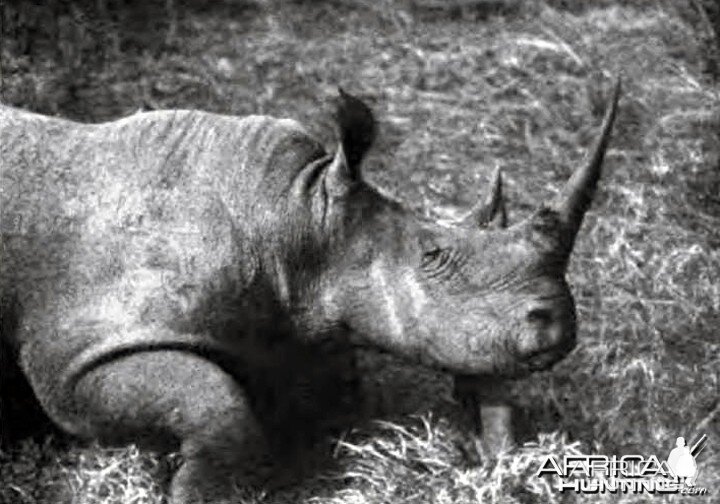 Cow square-nosed rhino of the Lado shot by Theodore Roosevelt