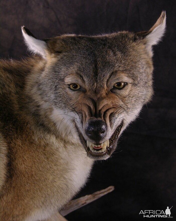 Coyote Full Mount Taxidermy