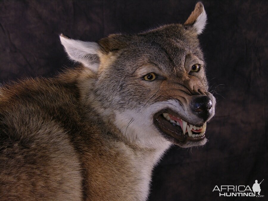 Coyote Full Mount Taxidermy