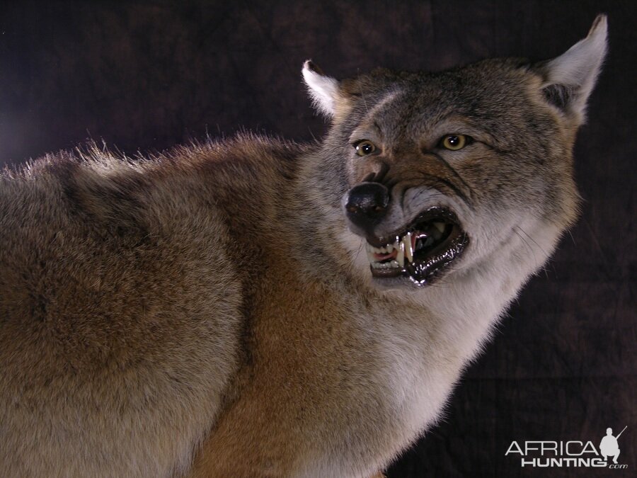 Coyote Full Mount Taxidermy