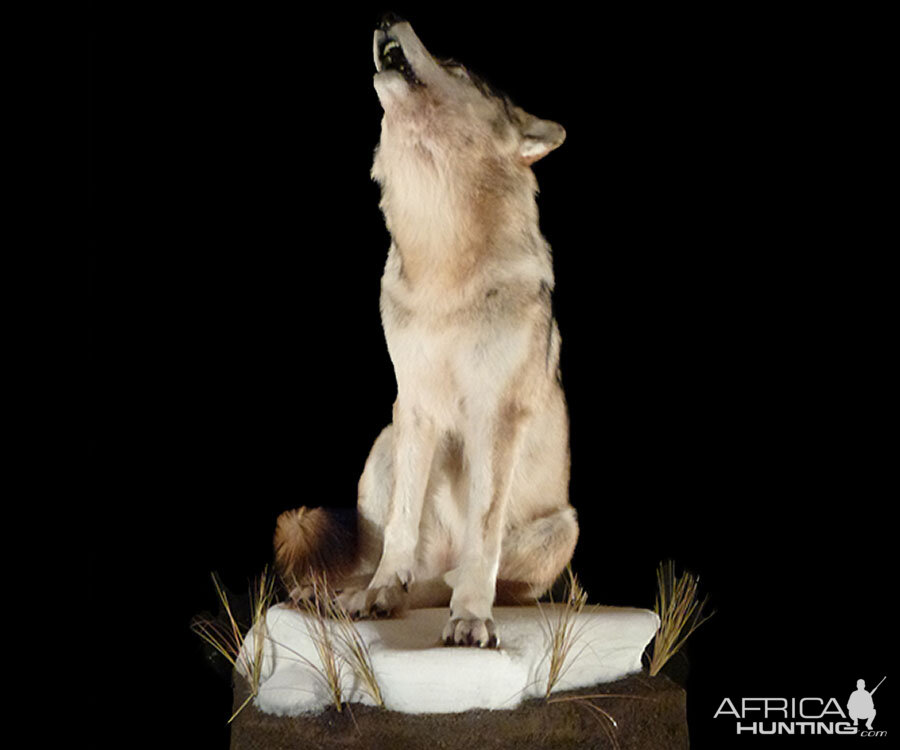 Coyote Full Mount Taxidermy