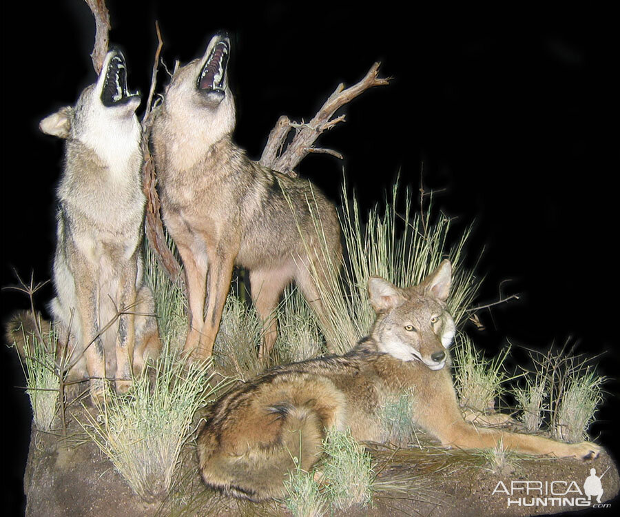 Coyote Full Mount Taxidermy