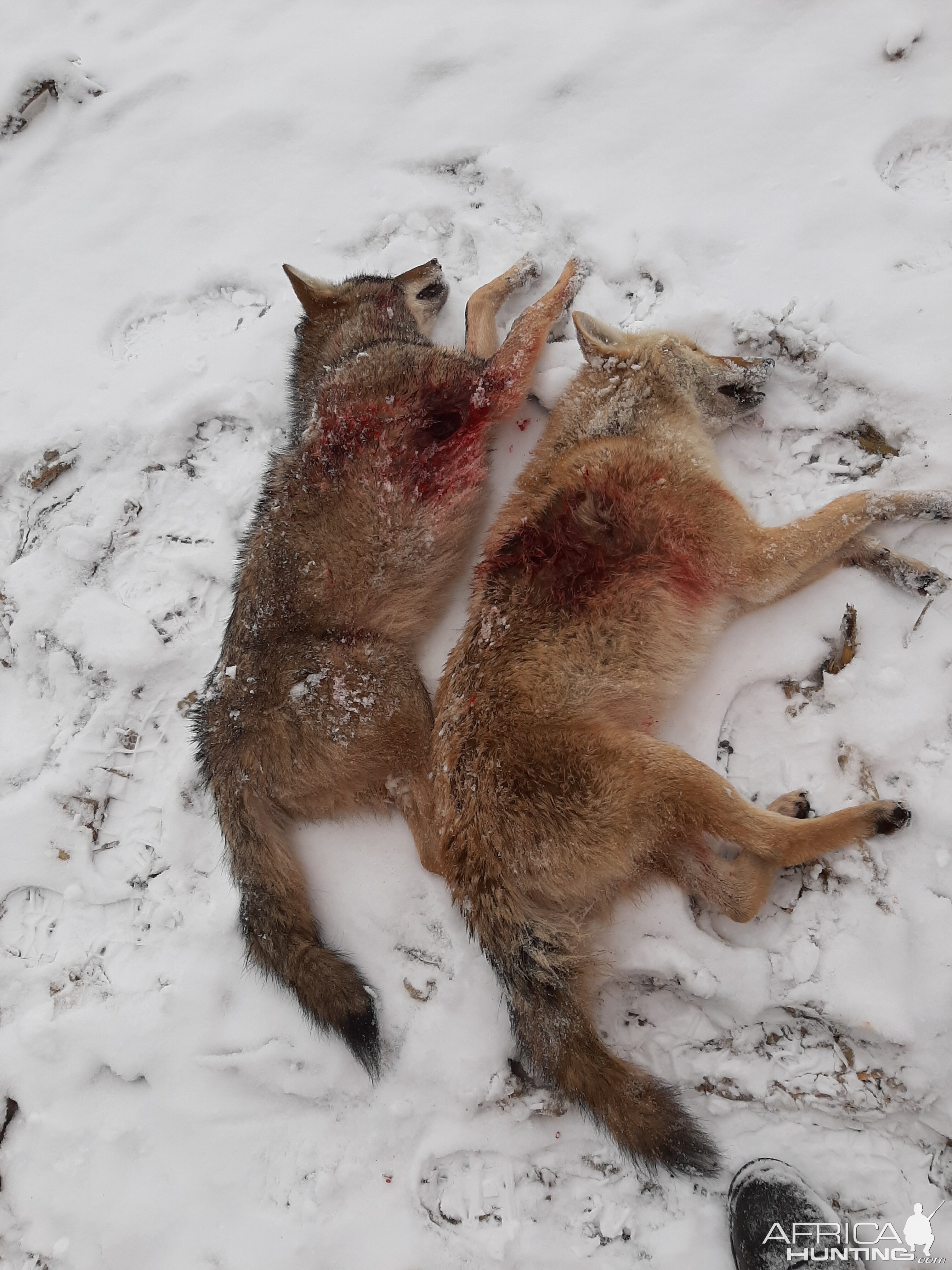 Coyote Hunting Ontario USA