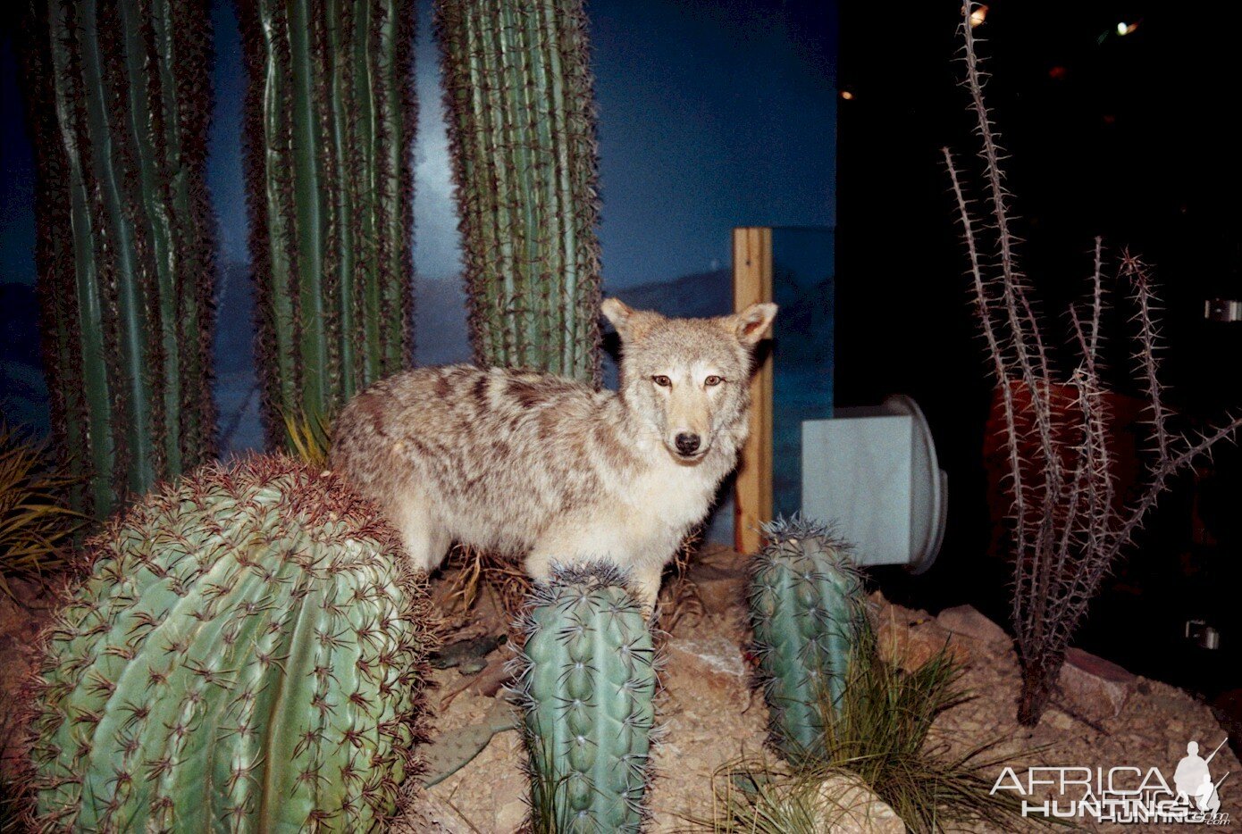 Coyote Mount