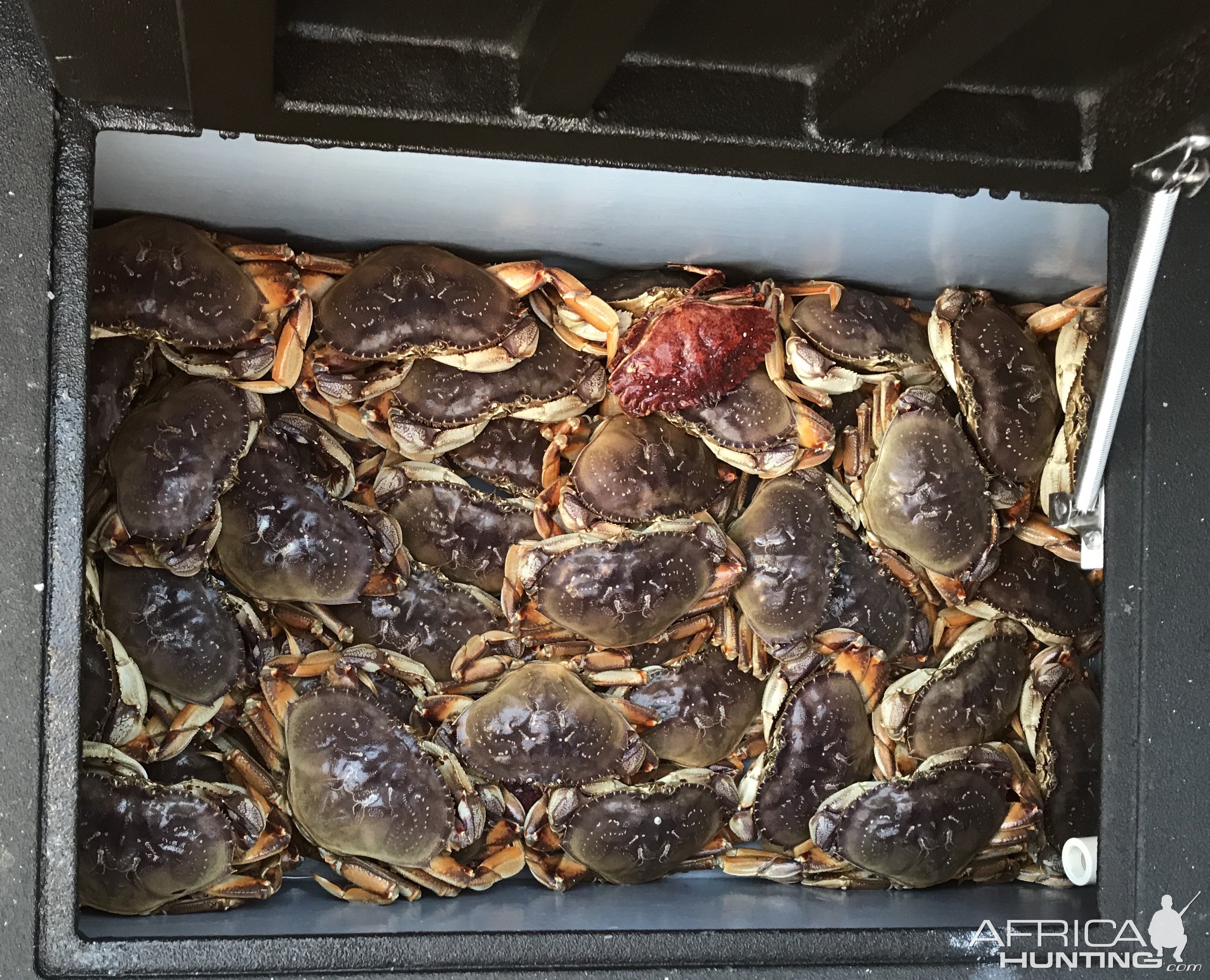 Crab Fishing San Francisco