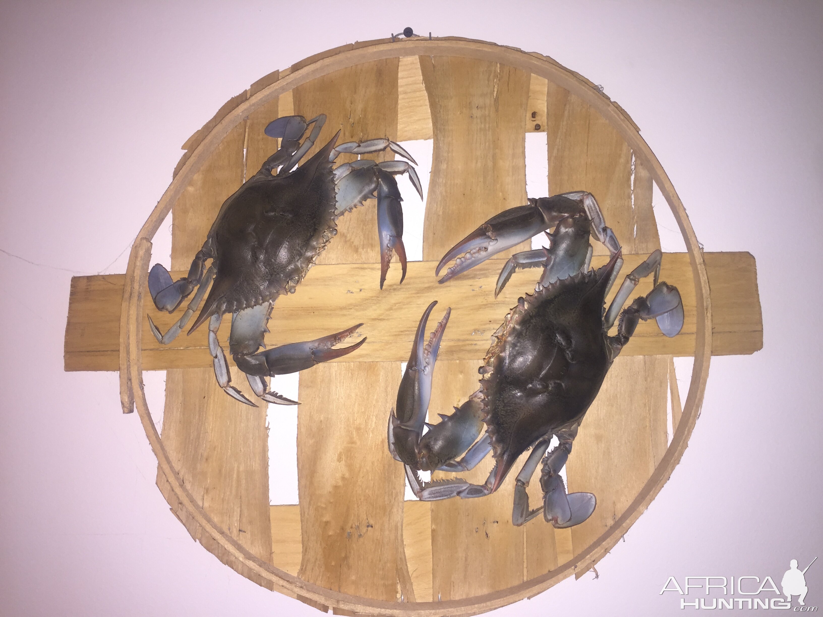 Crab Mount Taxidermy