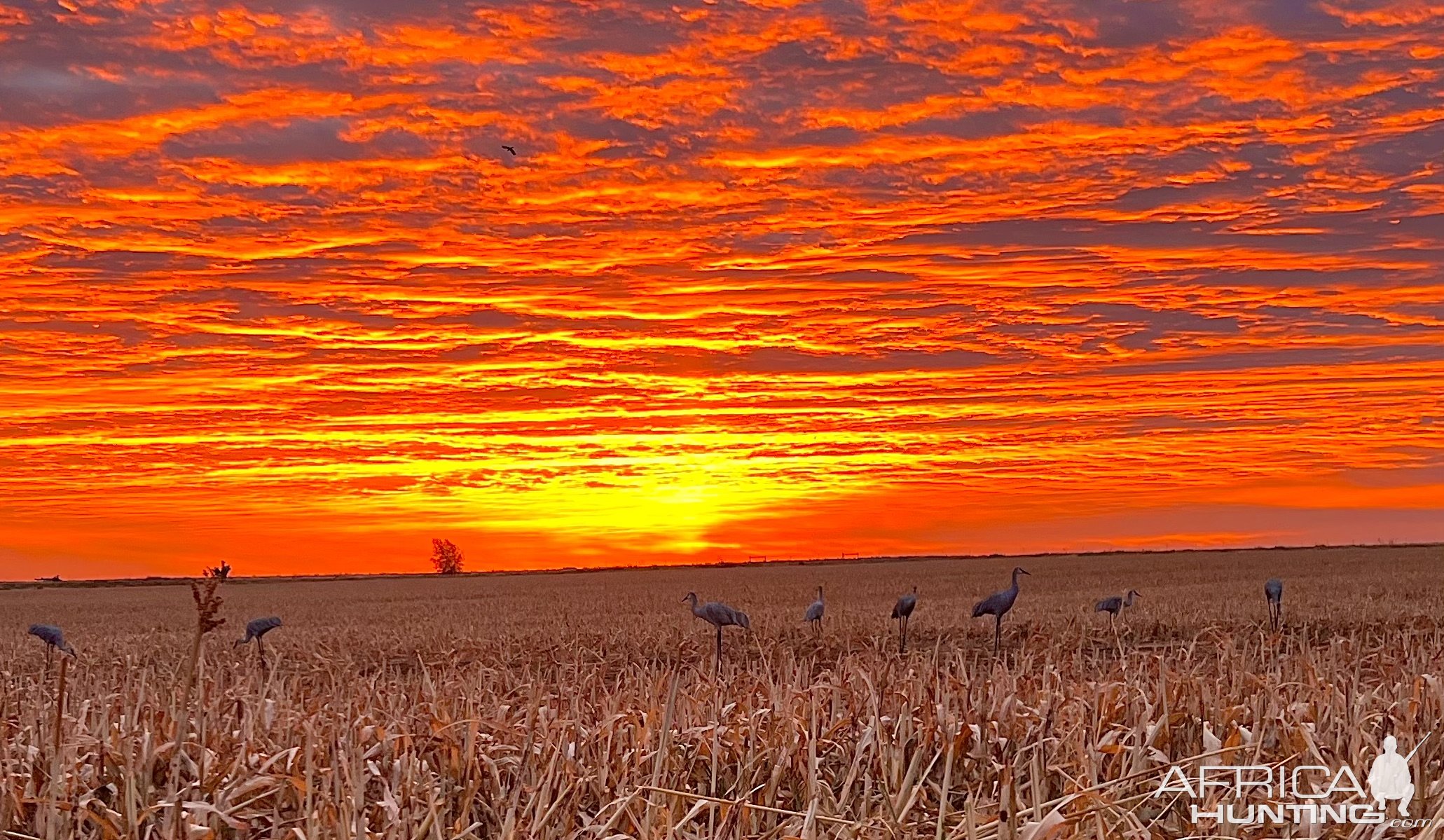 Crane Decoys New Mexico