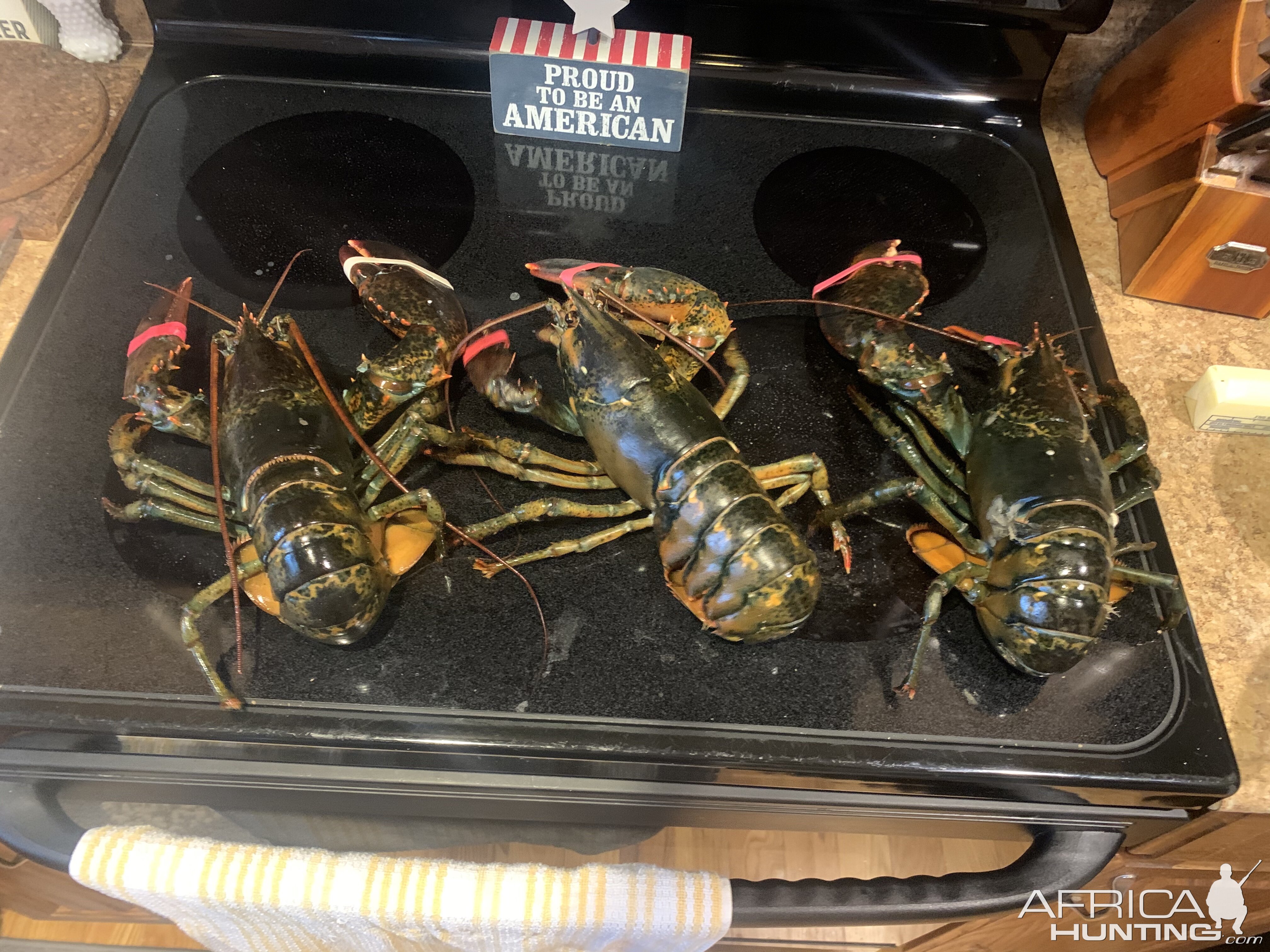 Crayfish Catching New England USA