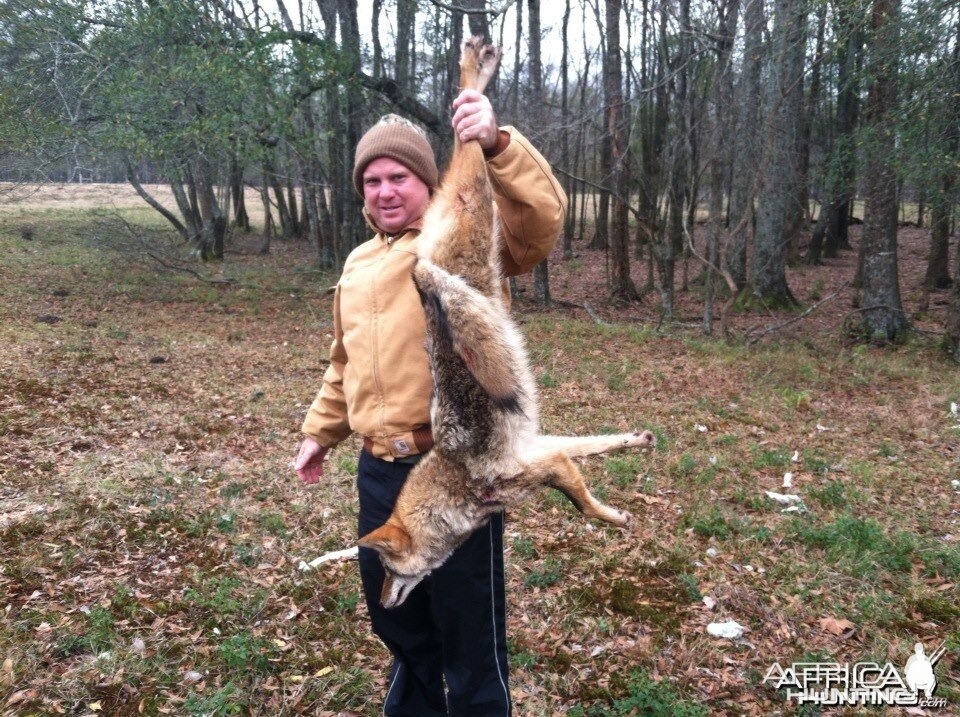 Crenshaw County Coyote