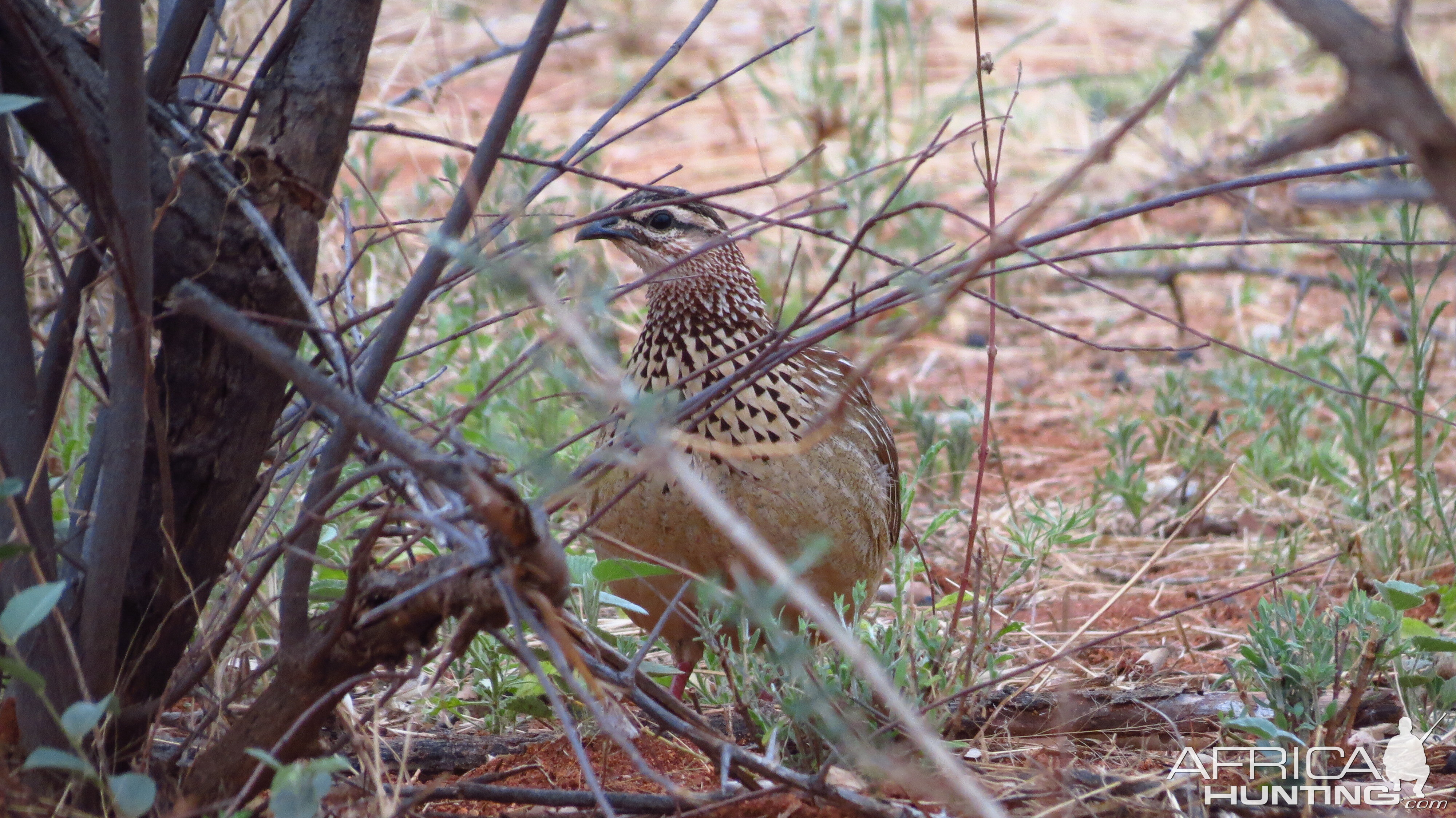 Crested Francolin Namibia