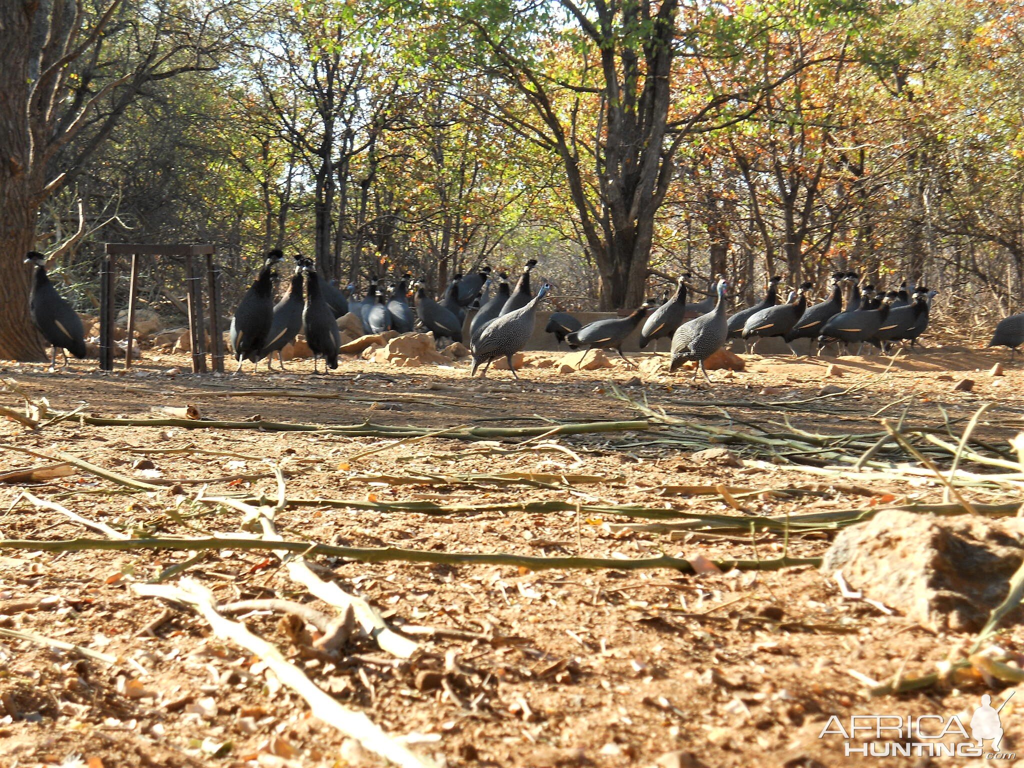 Crested Guineafowl & Guineafowl from blind