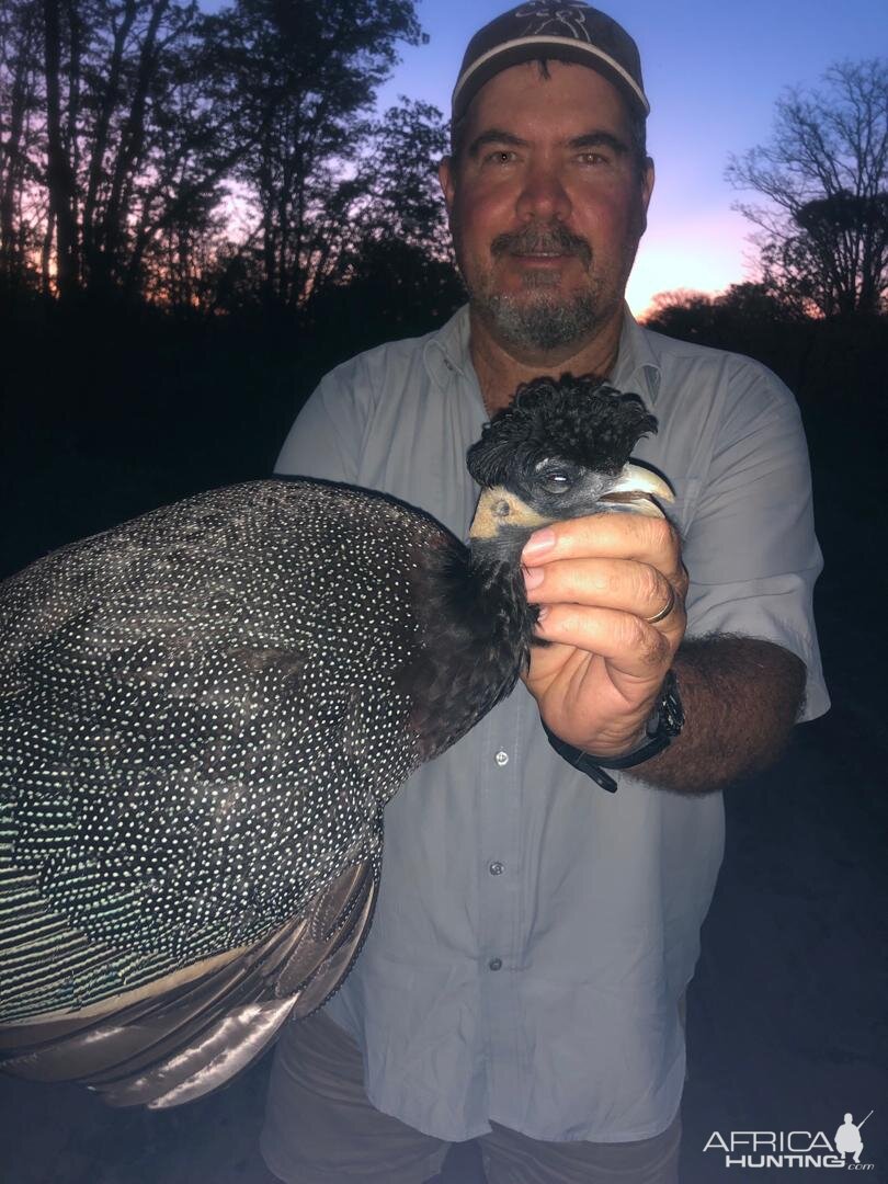 Crested Guineafowl Hunt Zimbabwe