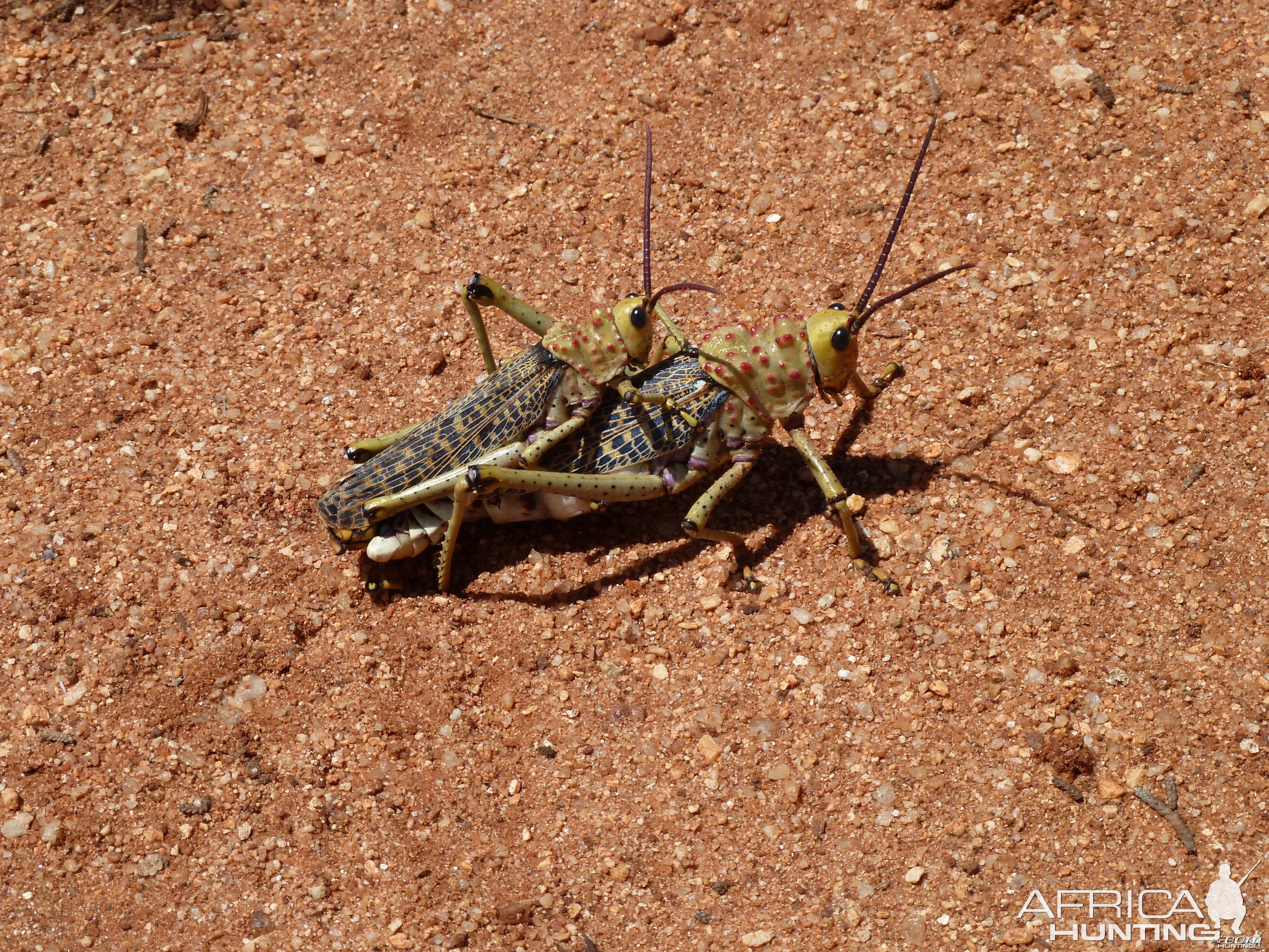 Cricket Namibia