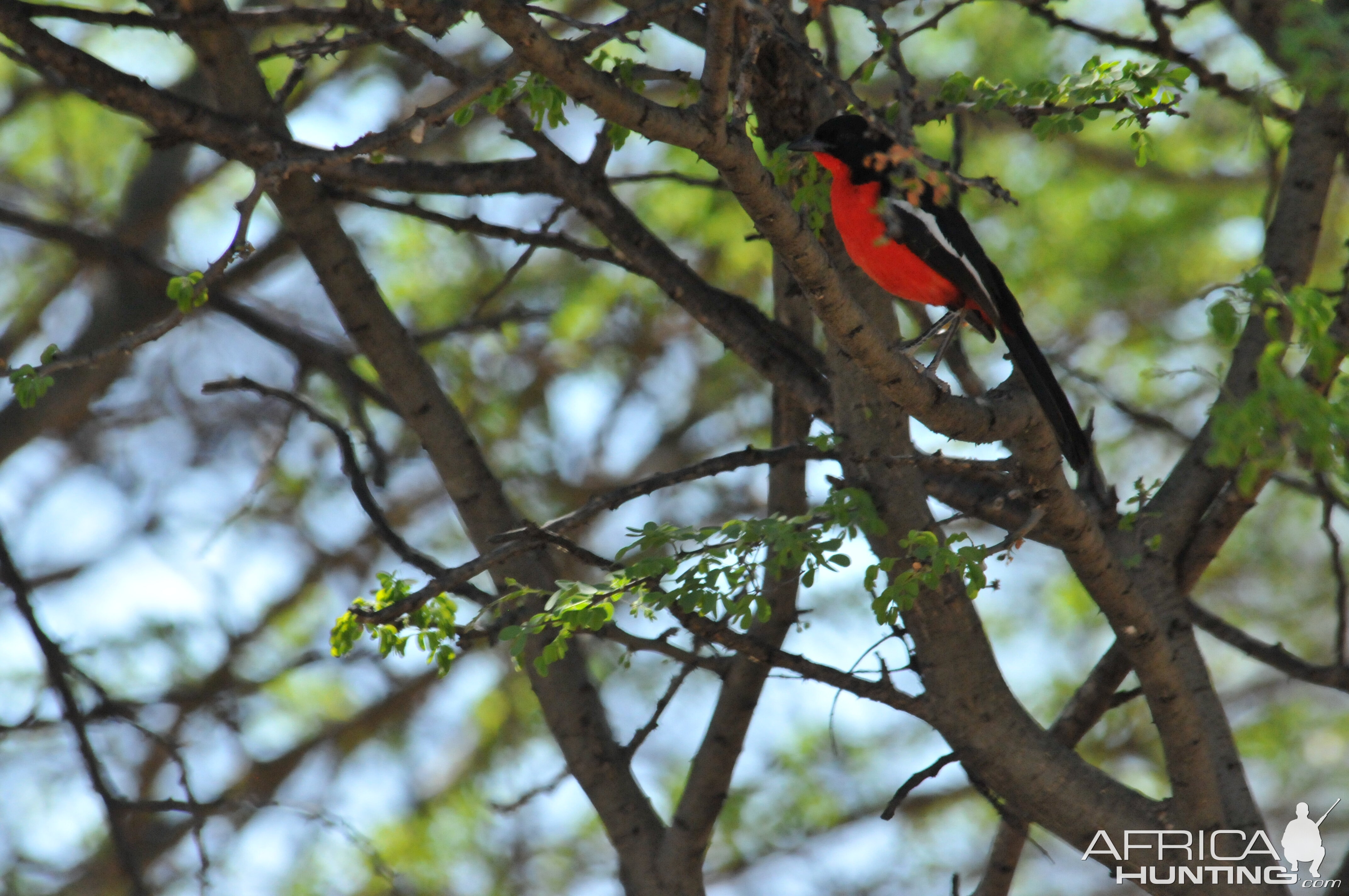 Crimson-breasted Shrike Namibia