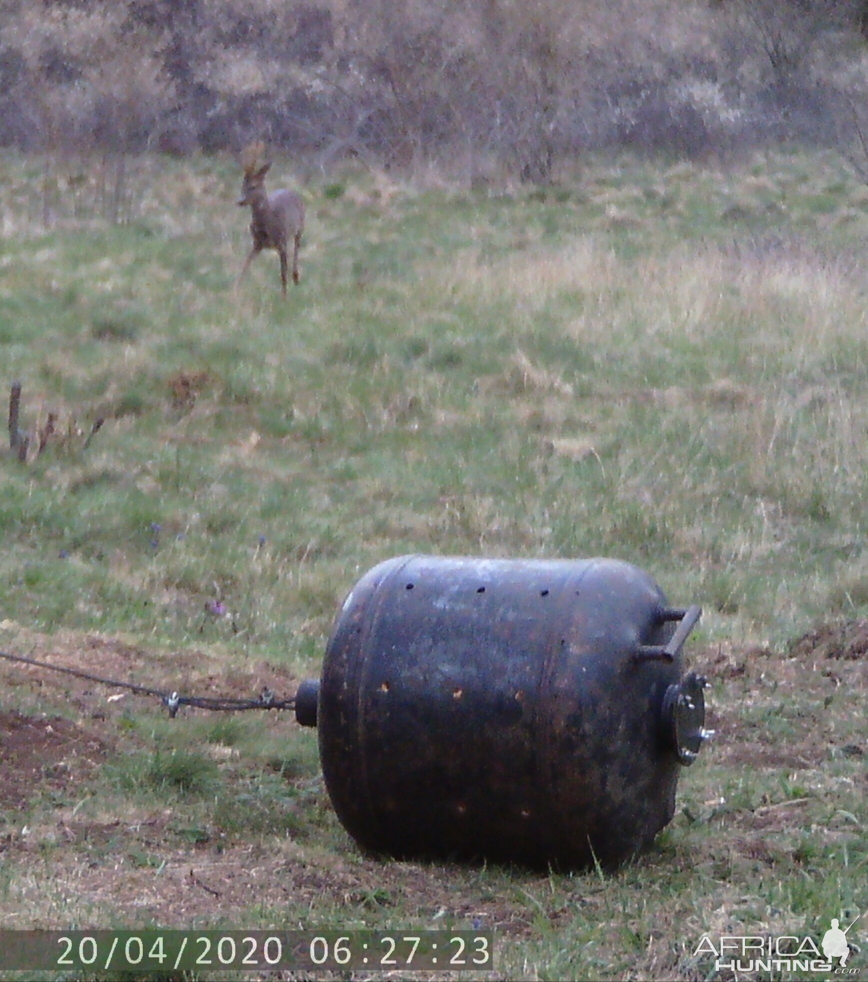 Croatia Europe Trail Cam Pictures Roe Deer