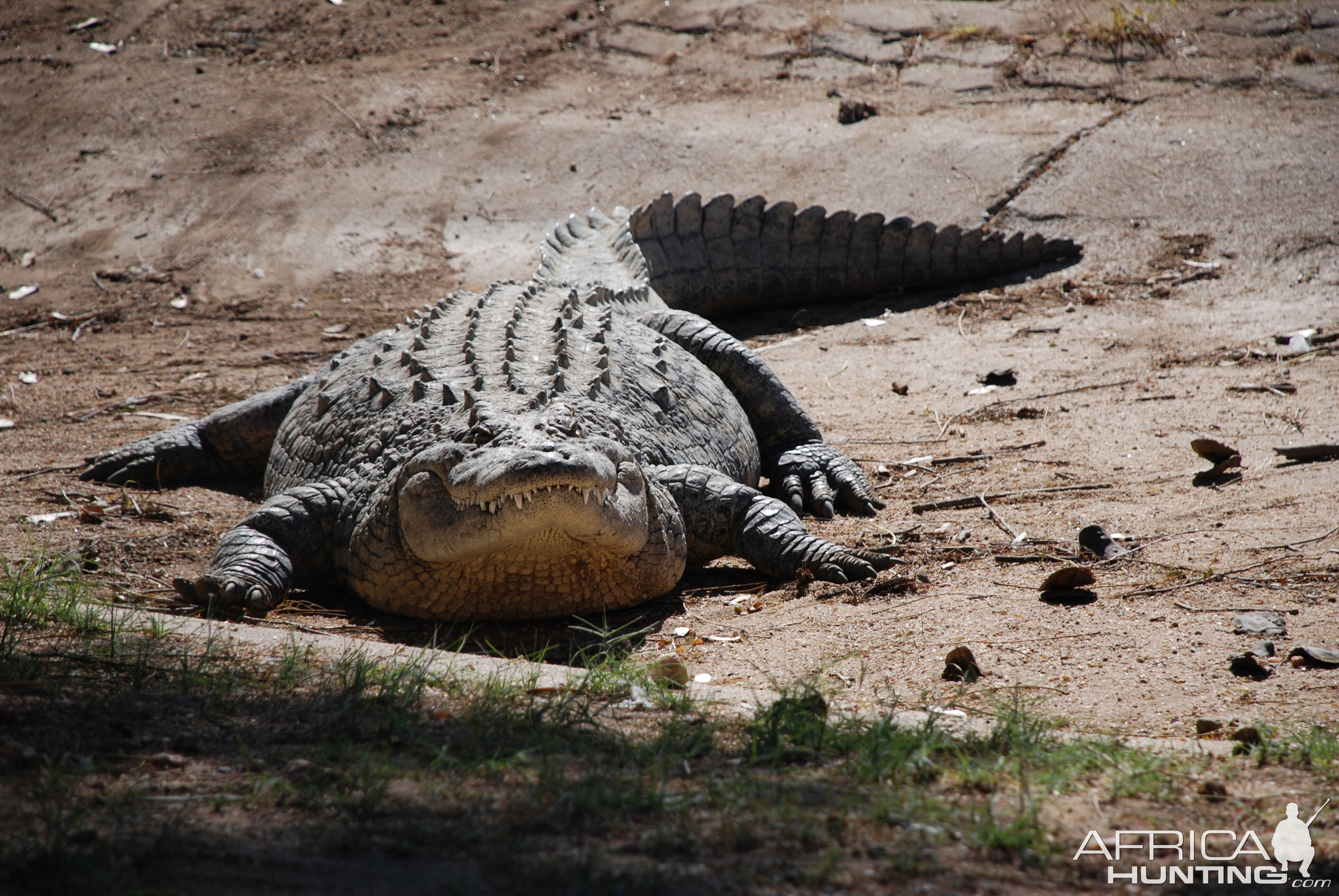 Croc at Croc farm in Namibia