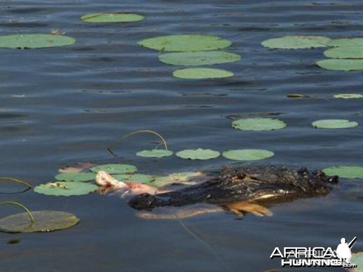 Croc Attack