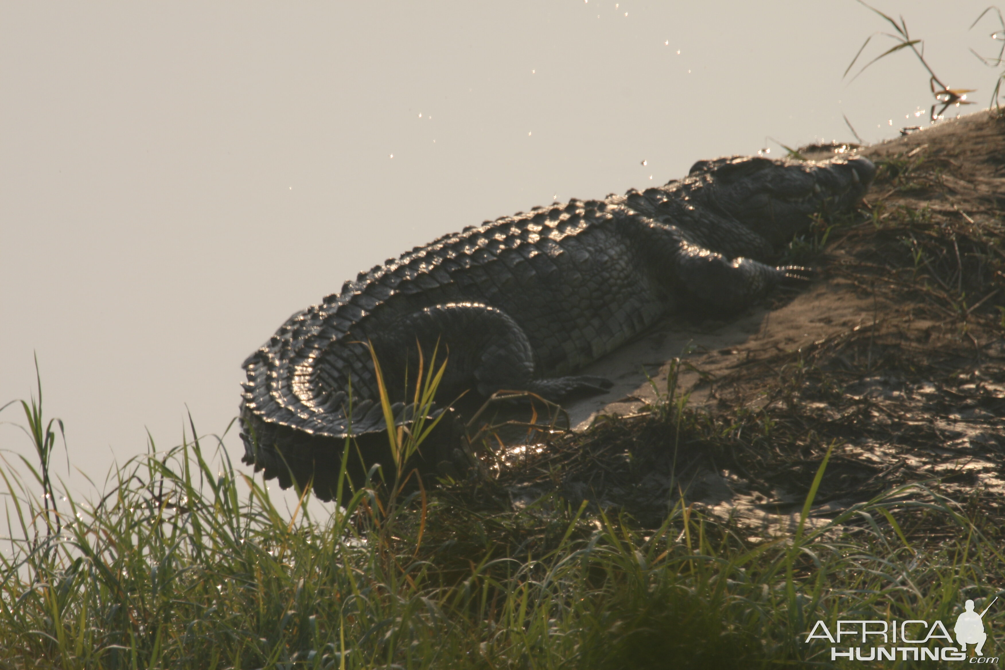 Croc bathing