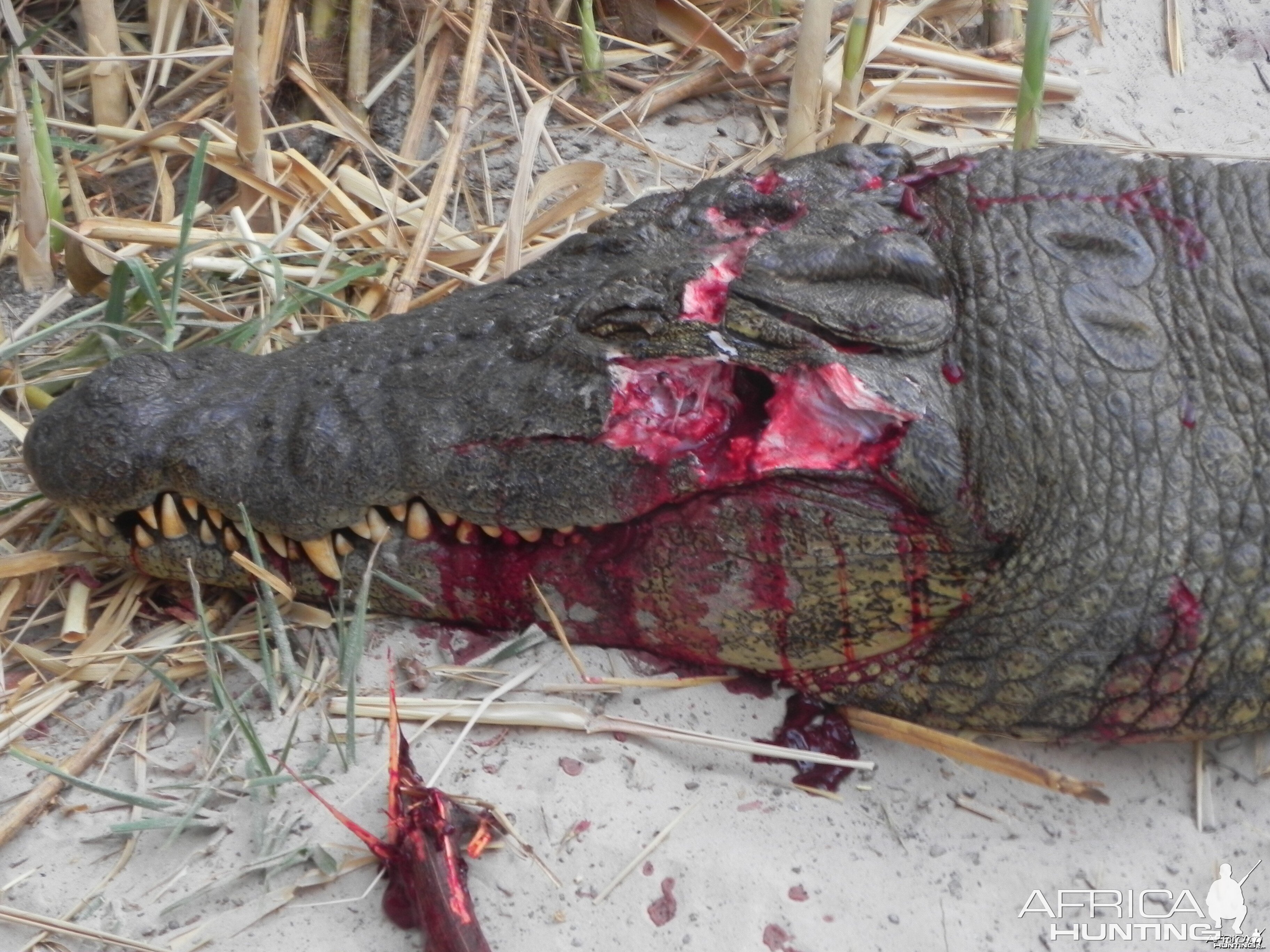 Croc Head Shot